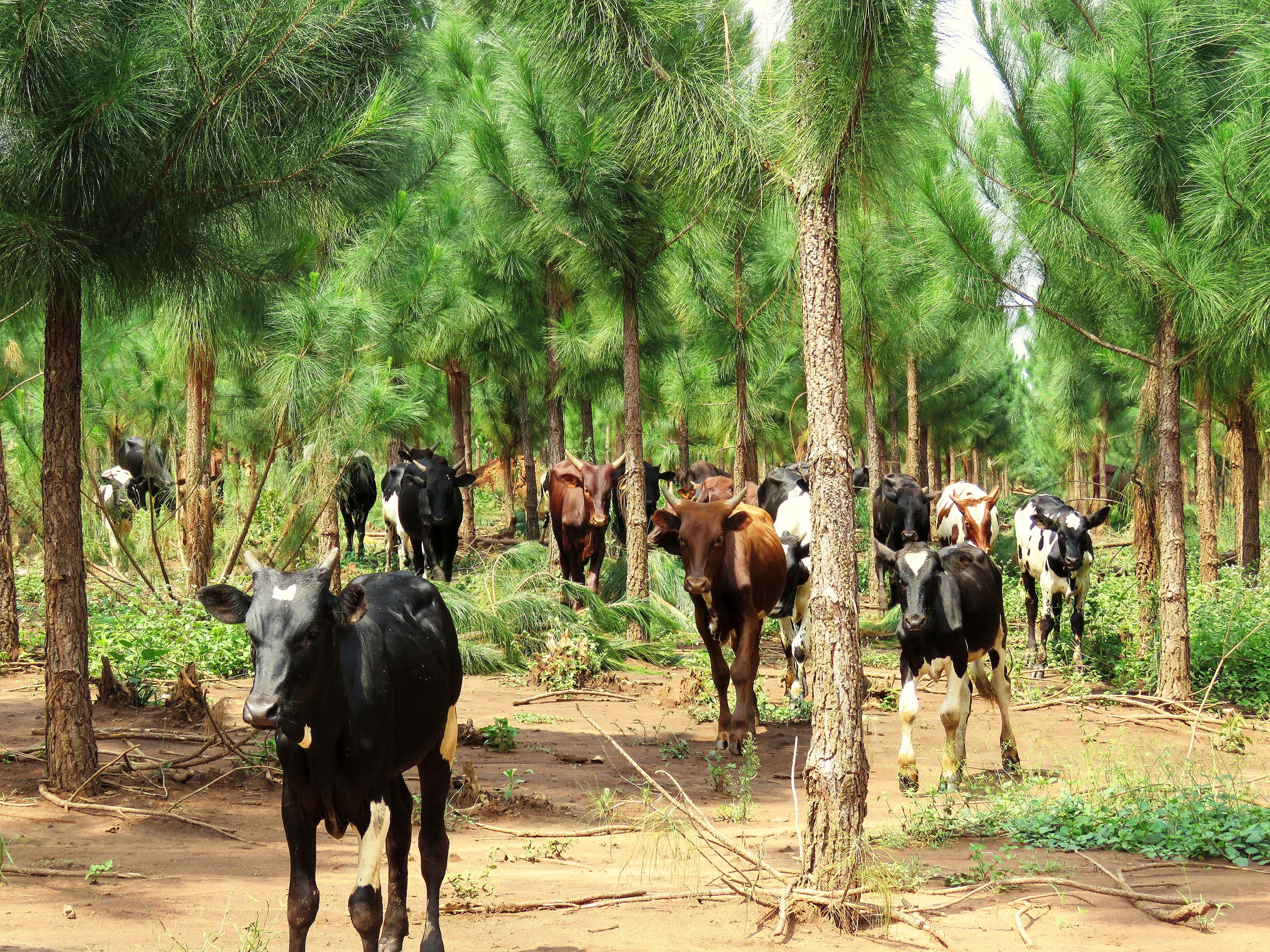 Cattle in the forest
