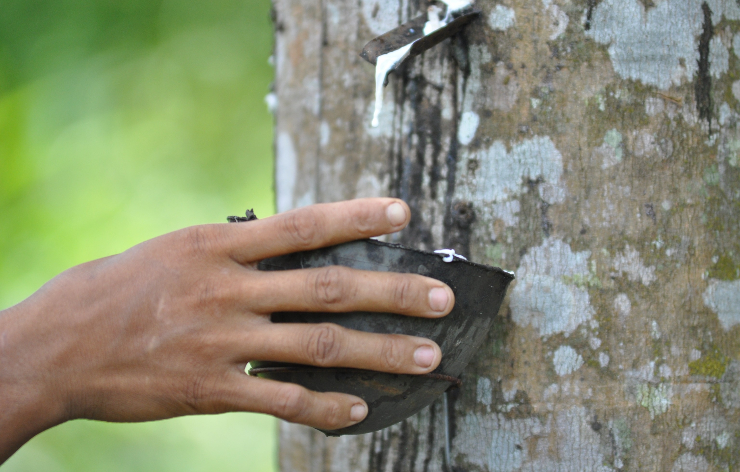 Natural rubber