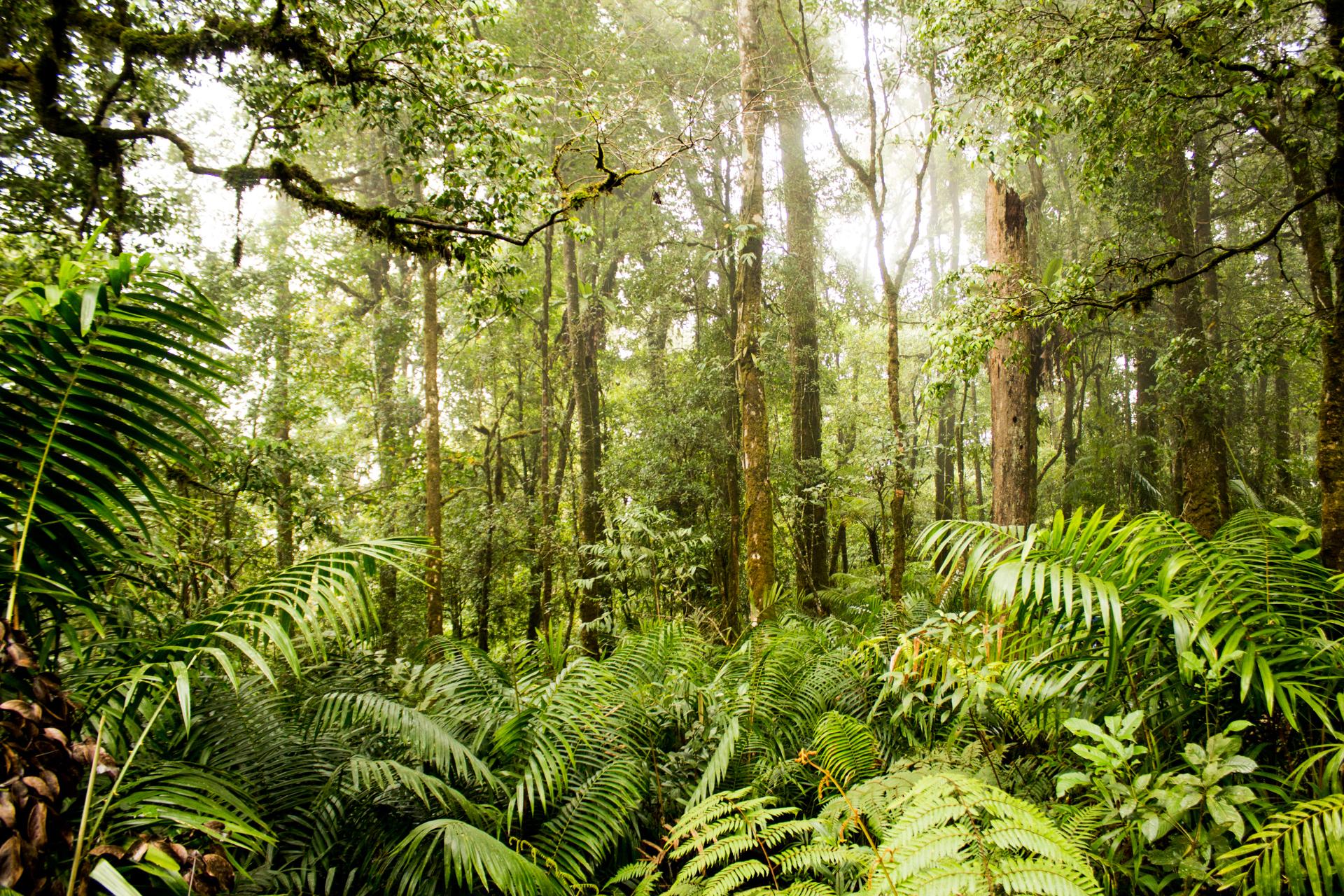 Indonesia's forests are beautiful!