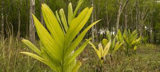 palm saplings growing in a line