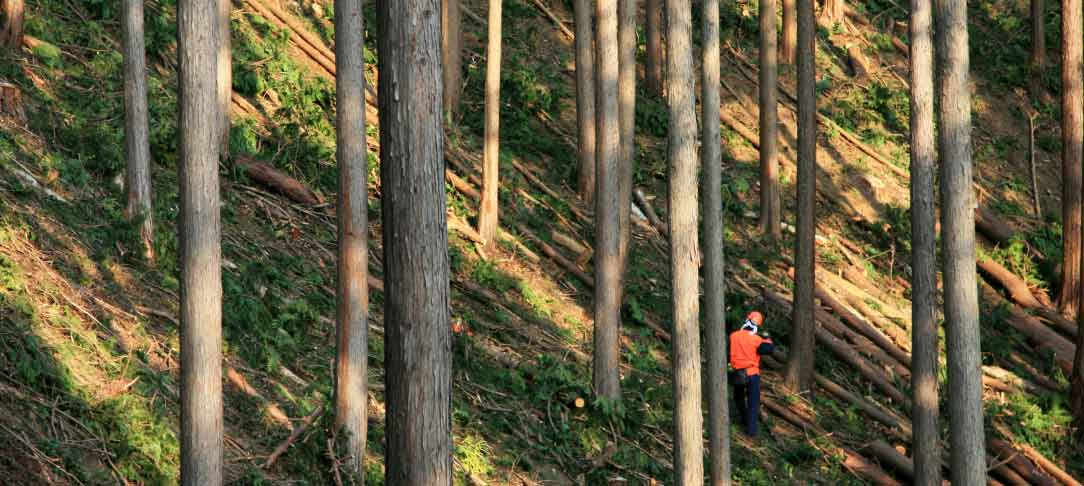 Workers standing on a wooded hillside
