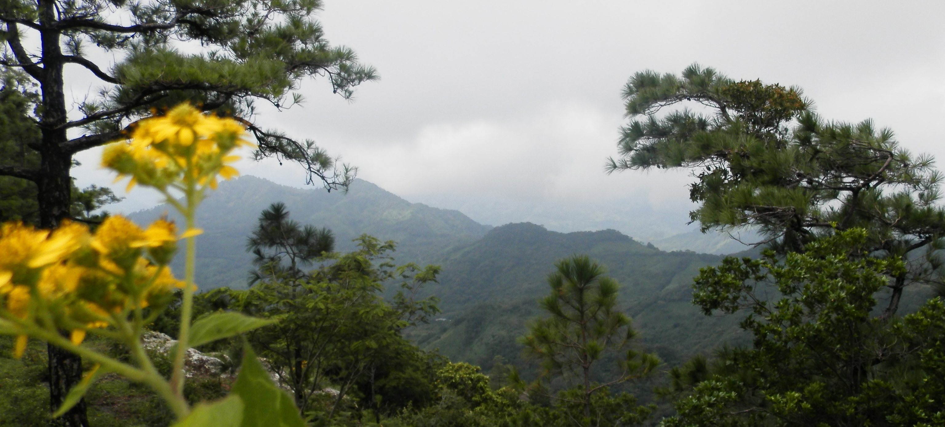 view of forested mountains nicaragua with yellow flower in forefront