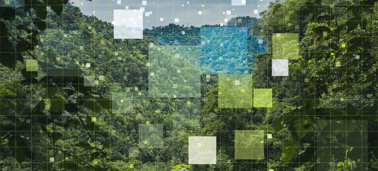 shot of forest with overlay of opaque squares and gridline