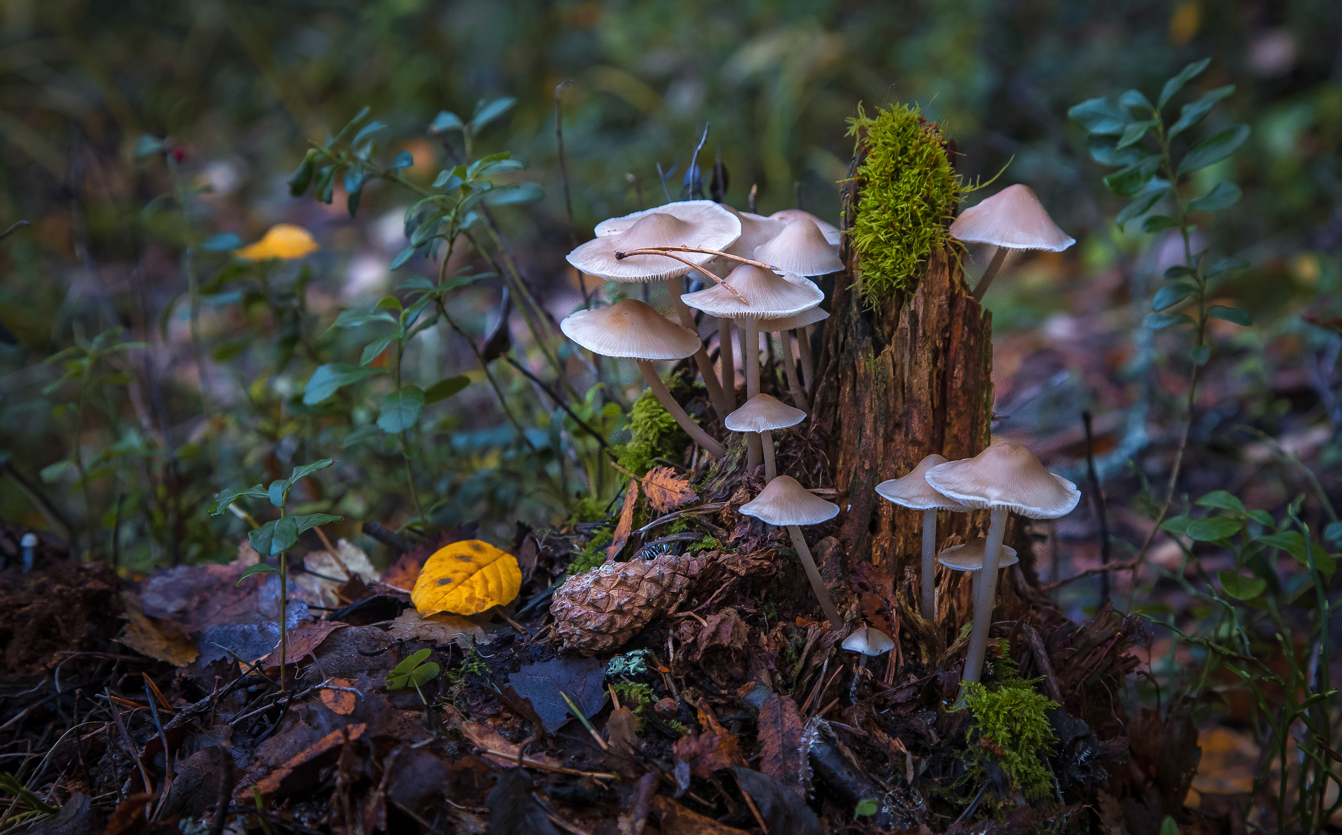 mushrooms in russian forest