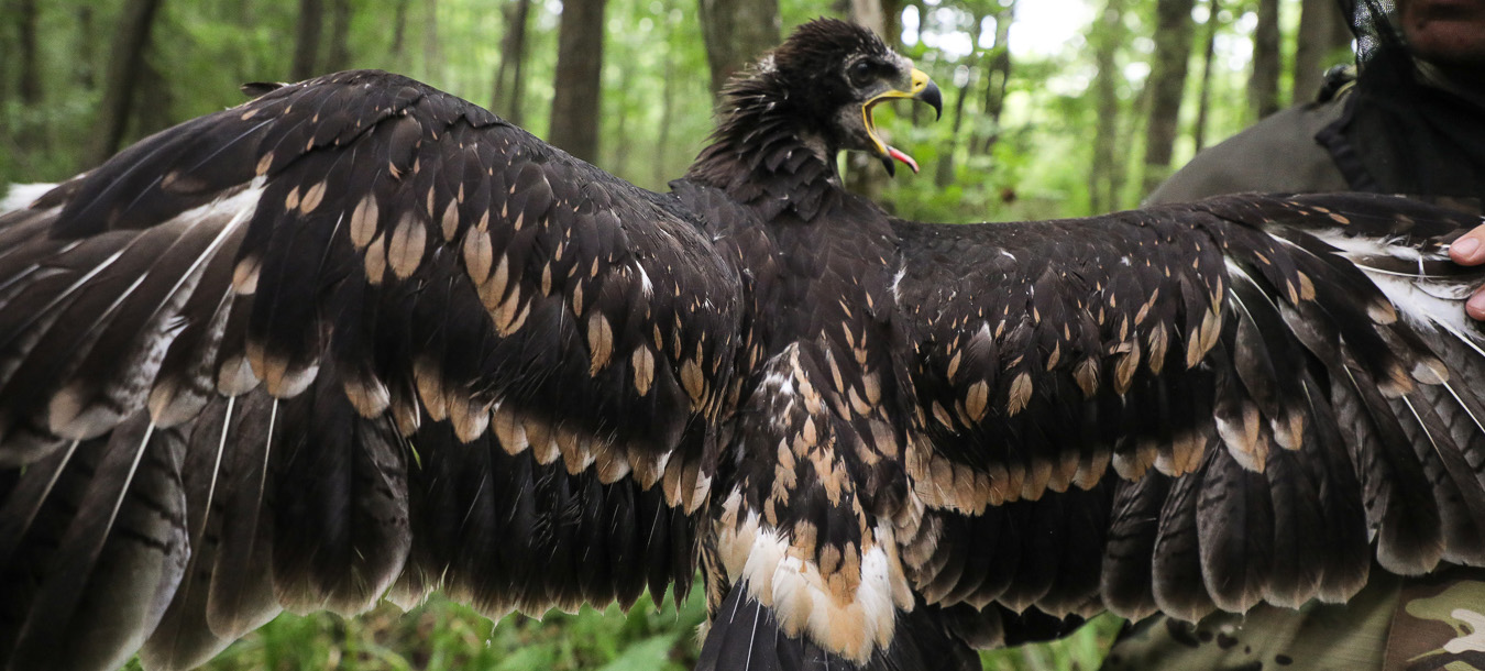 Greater spotted eagle close up from behind wings spread