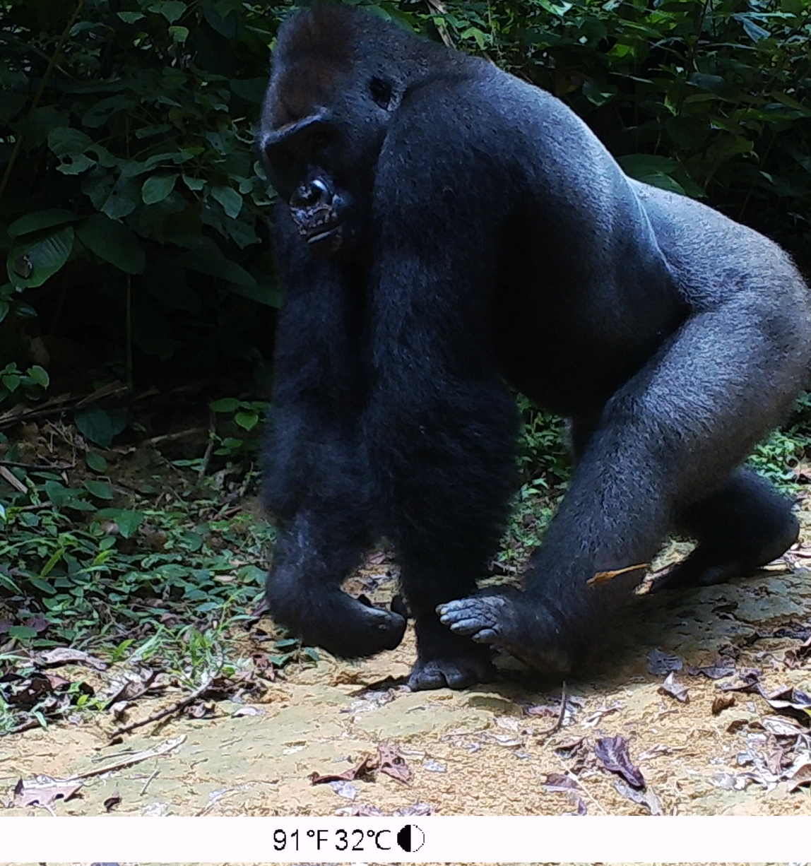 A gorilla looks at the camera while walking on the forest floor.