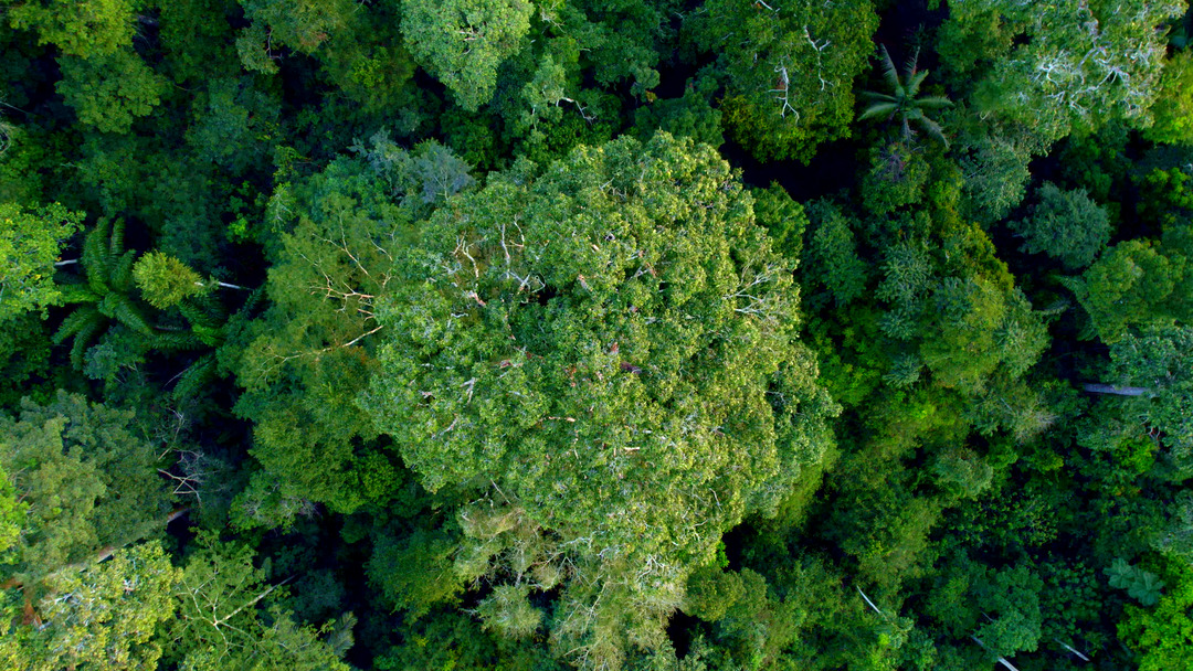 Forest from above 