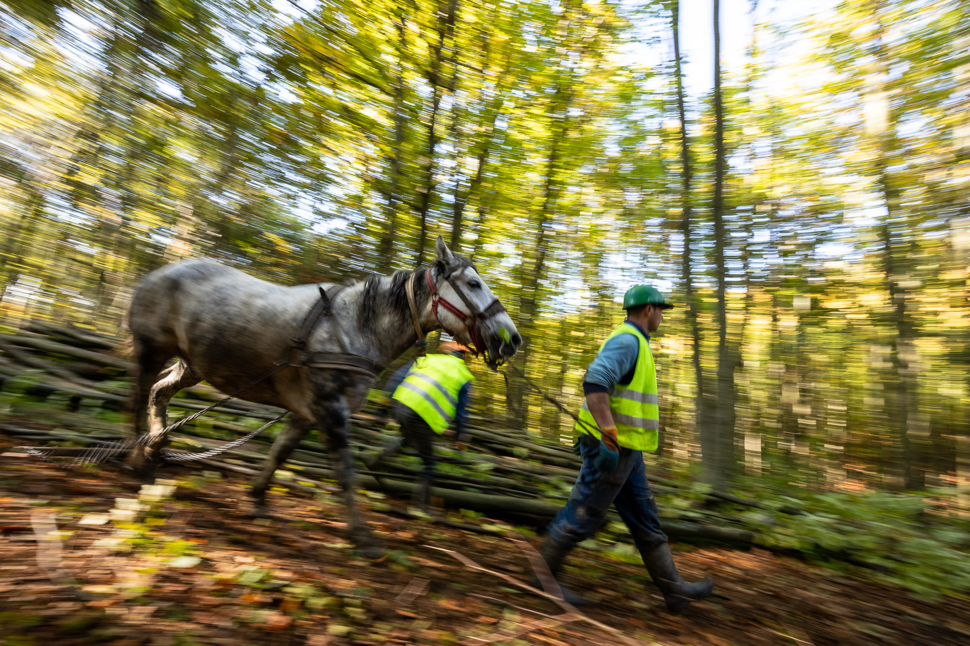 Romania horses