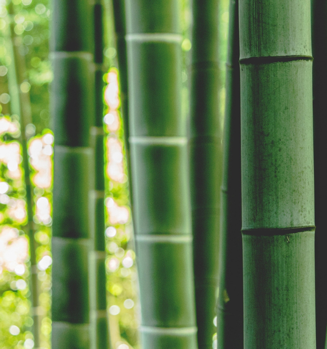 Close up photo of green bamboo stalks.