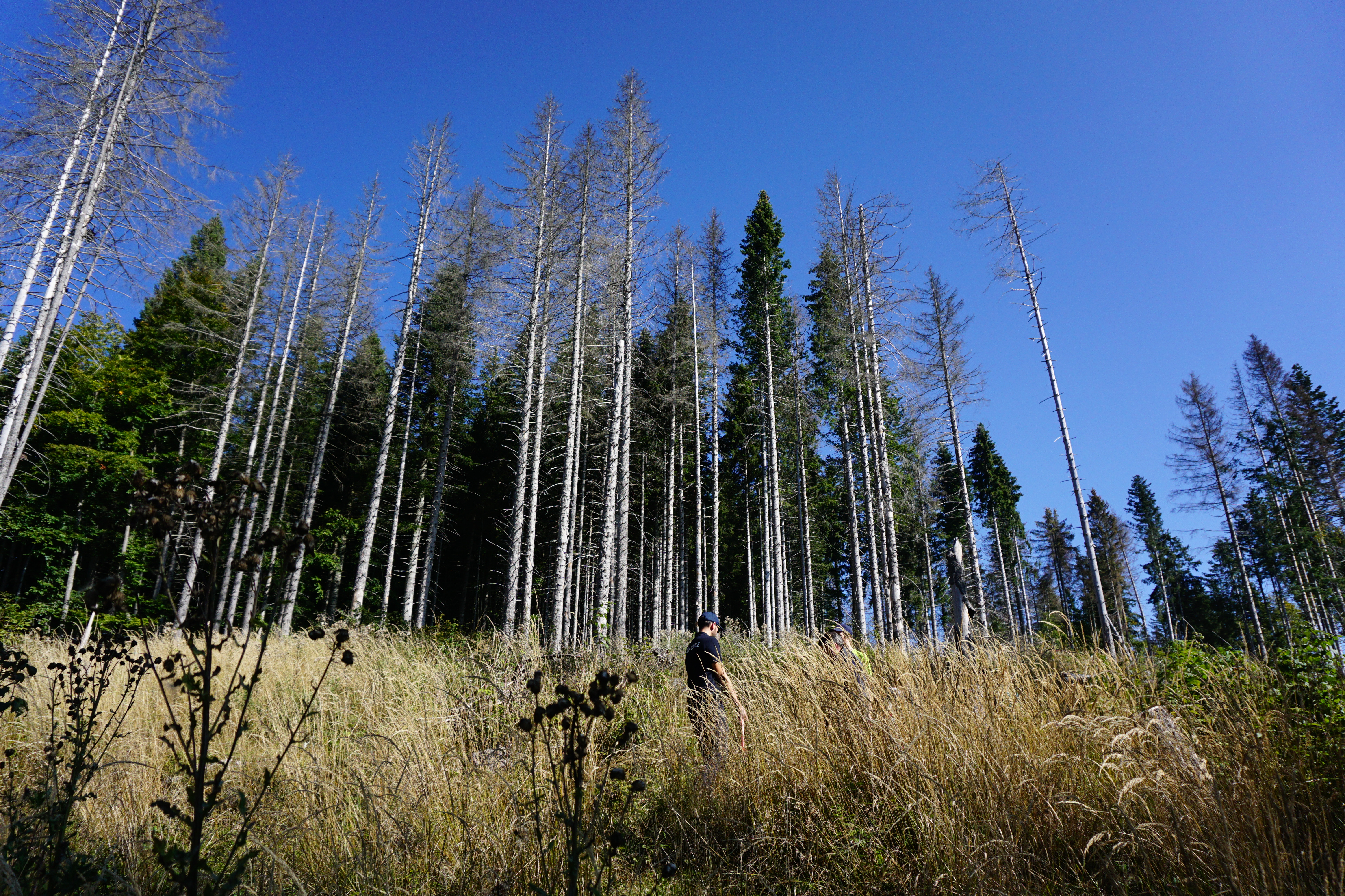 Italy forest