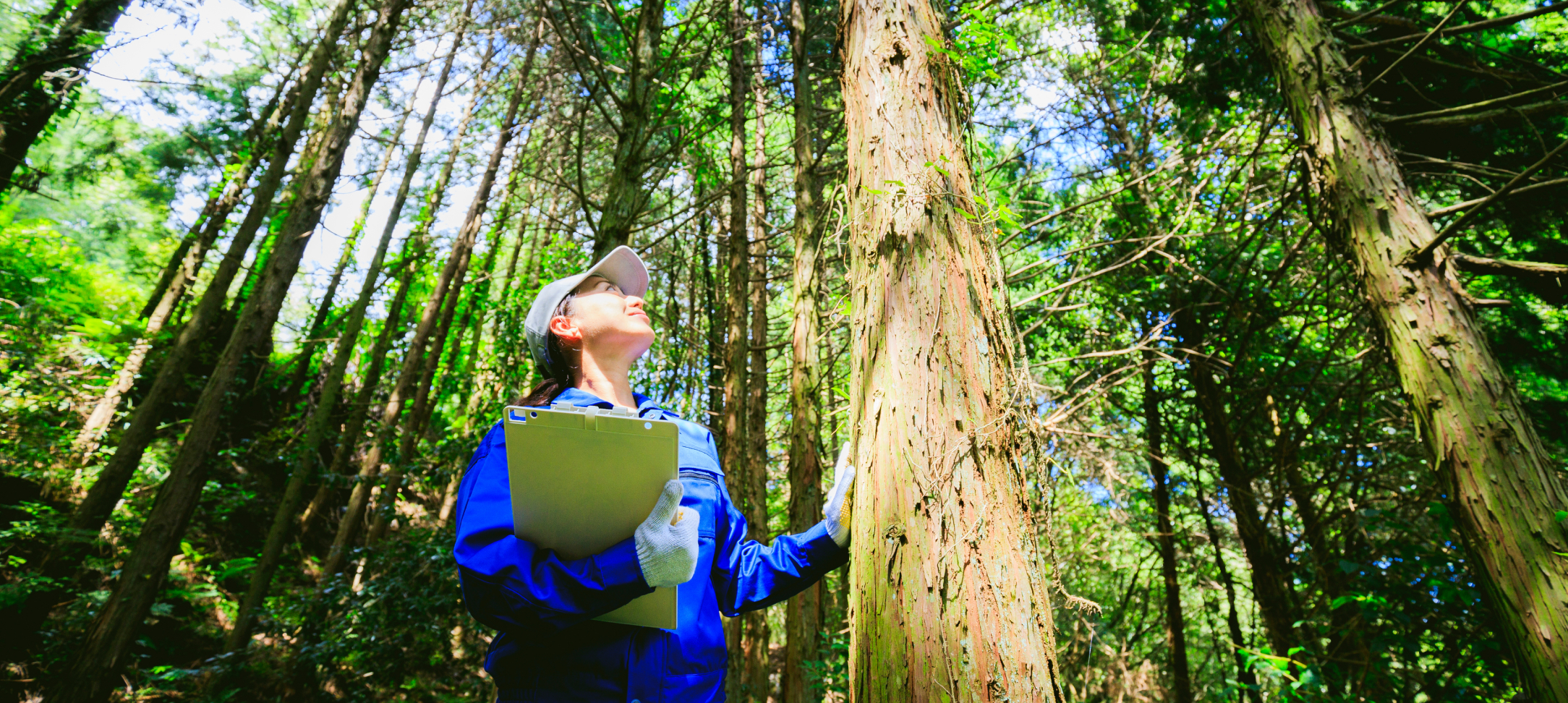 Worker standing in a forest inspecting a tree