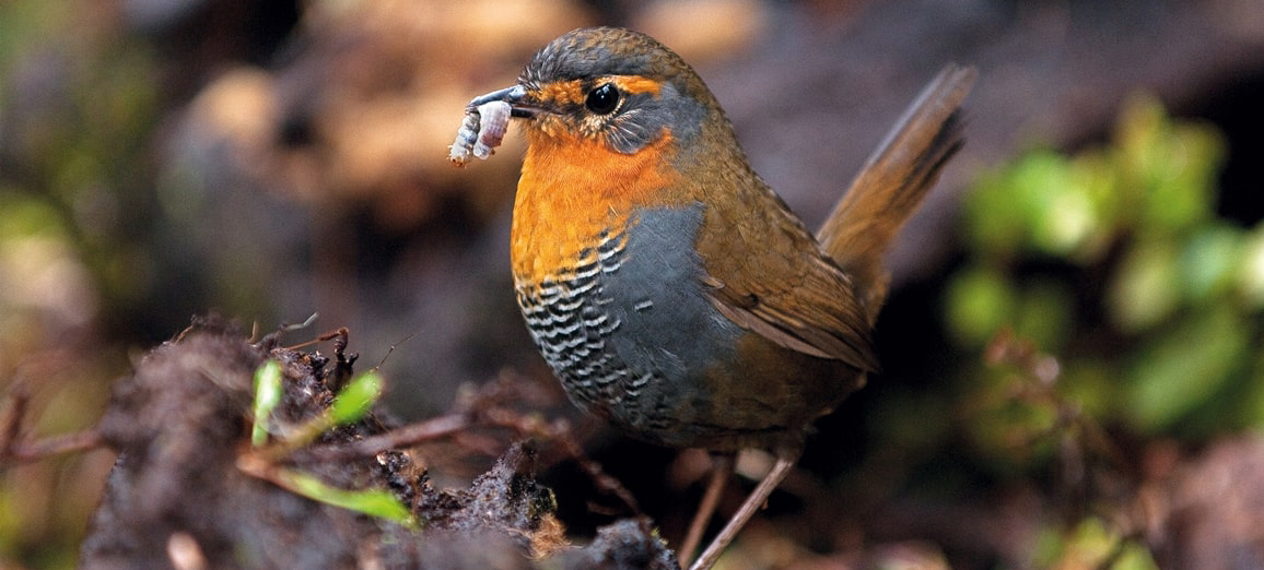 little orange and brown bird with a worn in his mouth