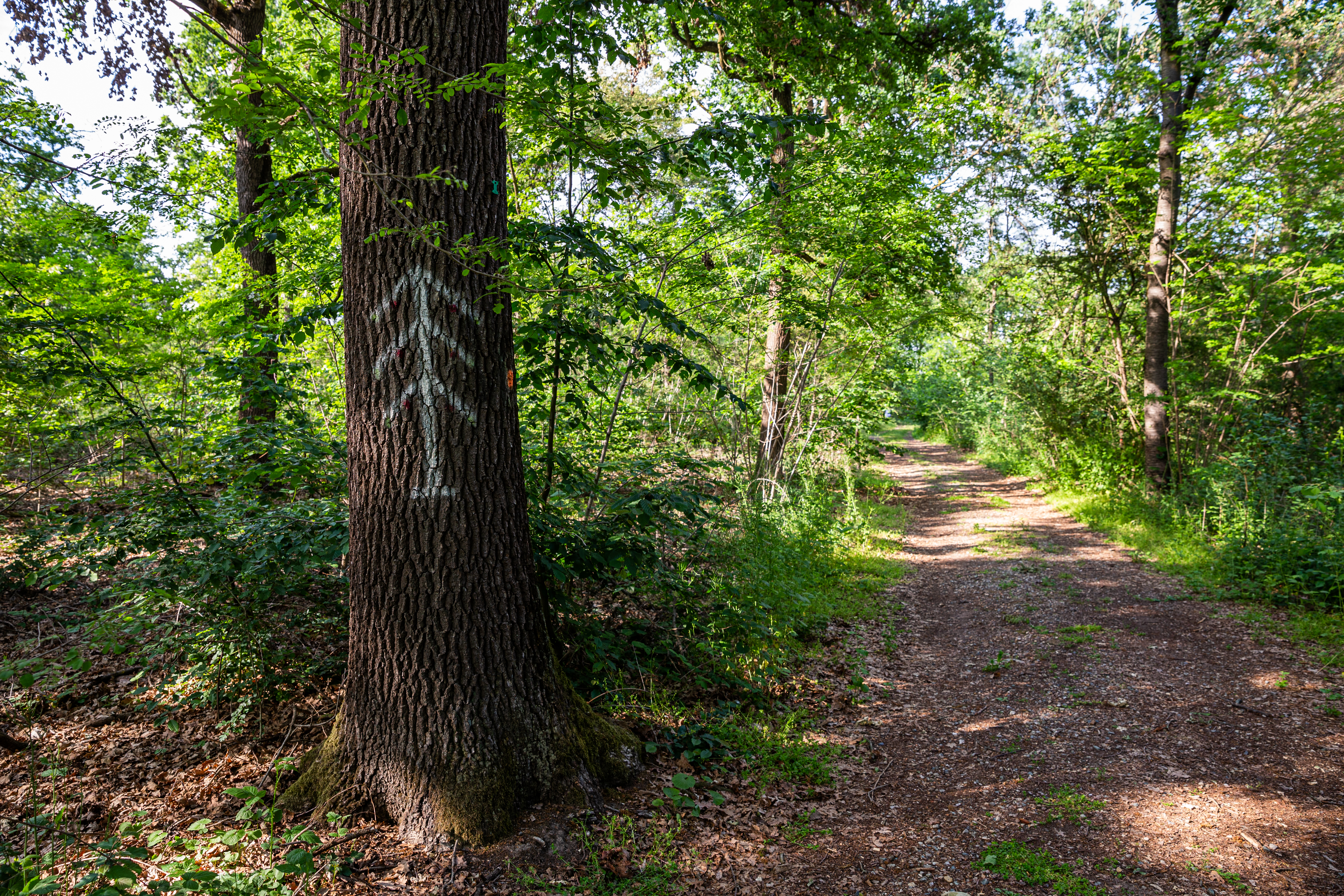 Italian forest biodiversity