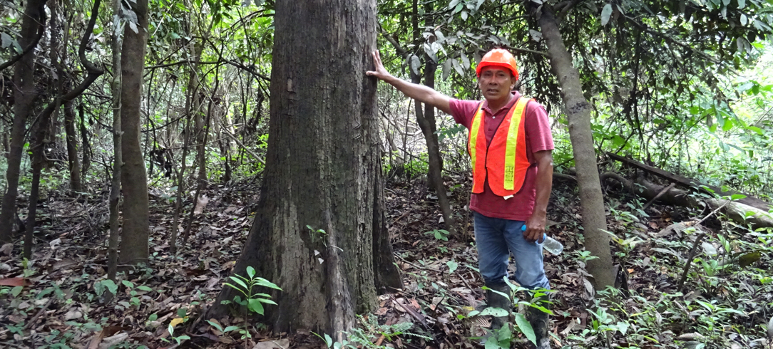 forest worker places hand on large tree trunk in forest
