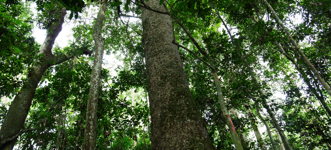Upward look at tree trunks in congo rainforest