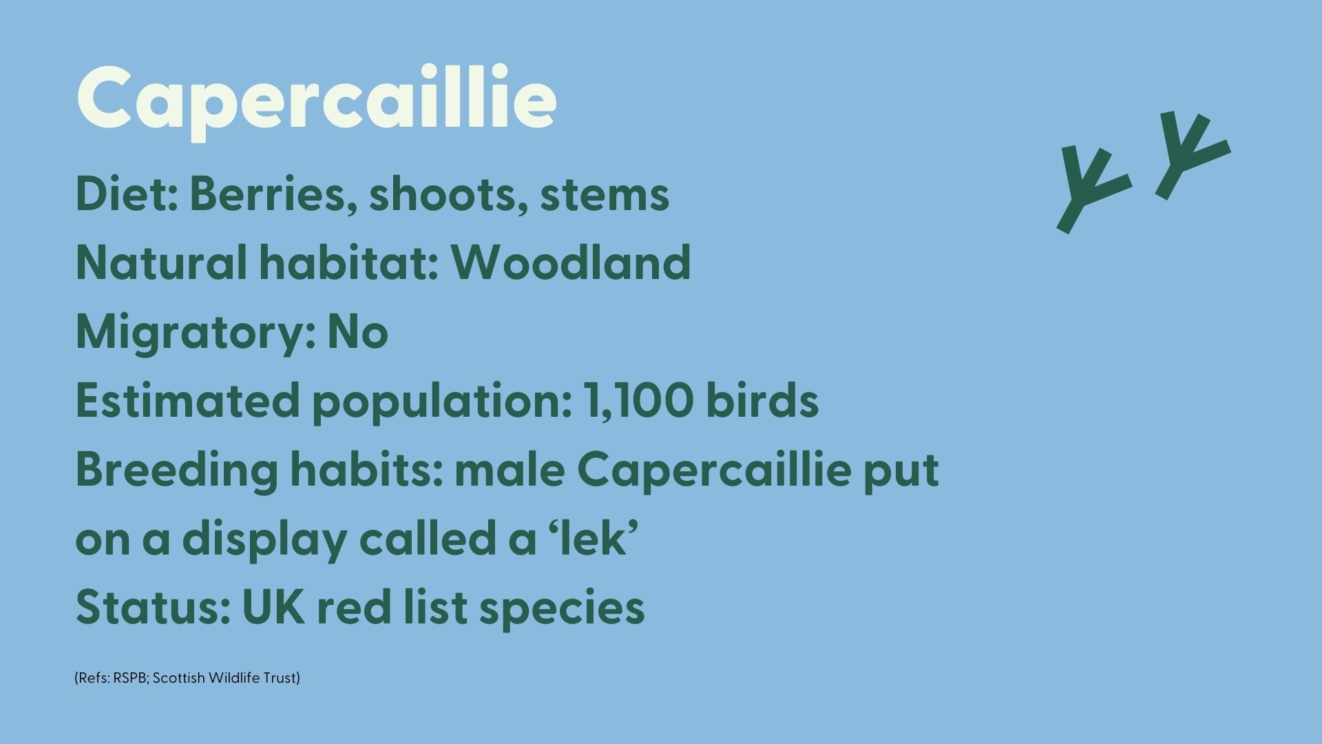 Capercaillie description: Capercaillie   Diet: Berries, shoots, stems   Natural habitat: Woodland   Migratory: No   Estimated population: 1,100 birds   Breeding habits: male Capercaillie put on a display called a ‘lek’   Status: UK red list species 