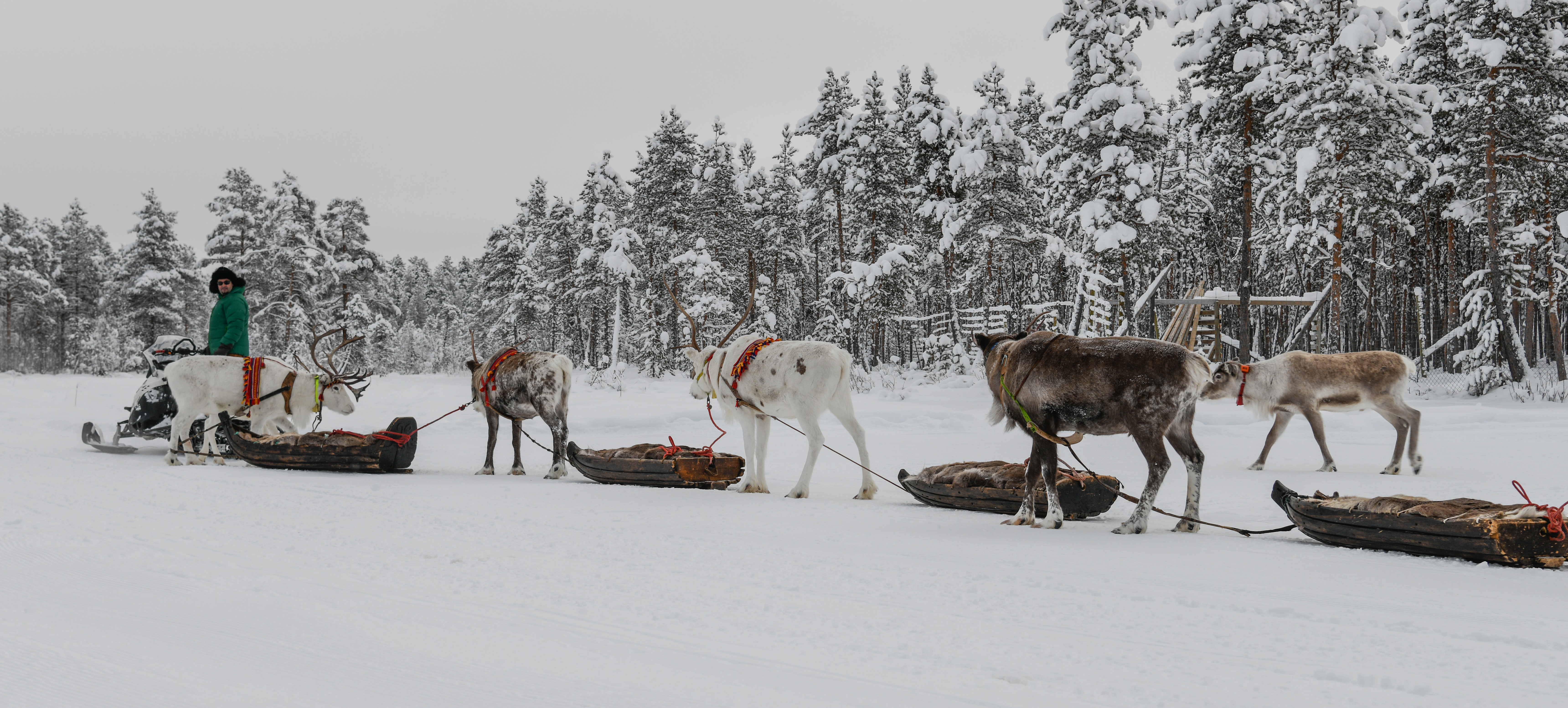 reindeer lined up with sleds and man at the helm standing in snow