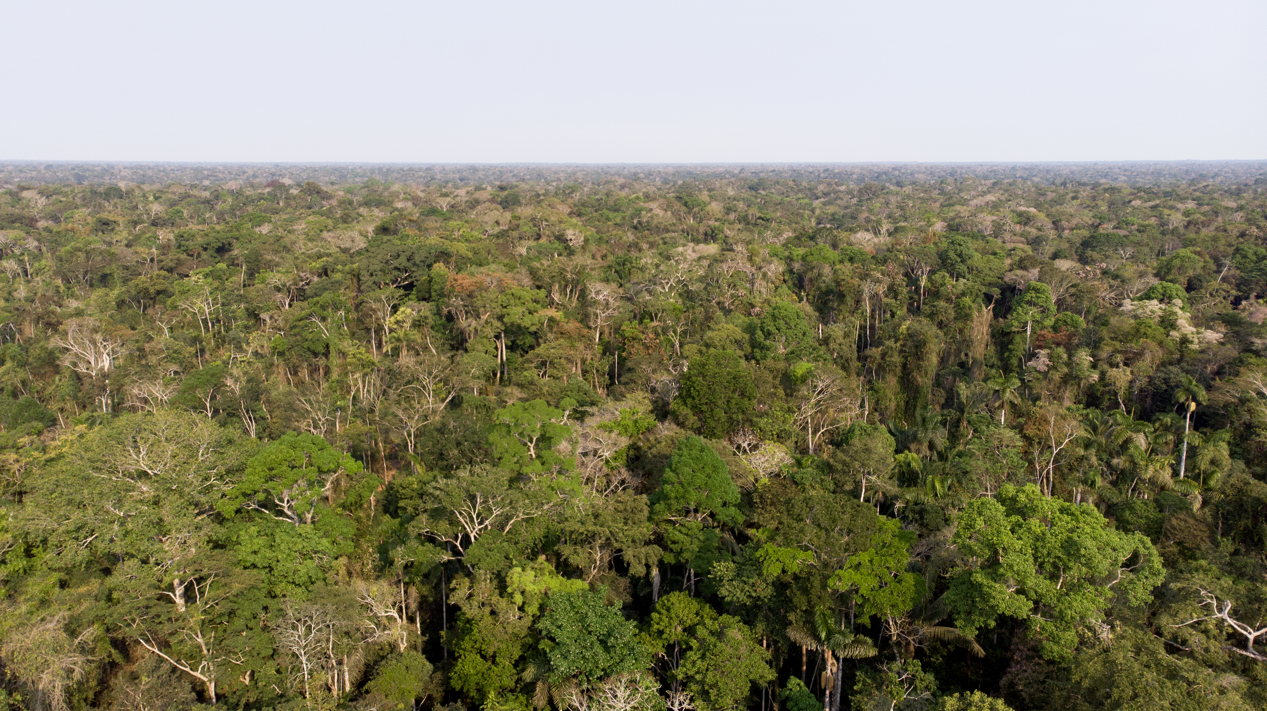 drone image of Madre de Dios rainforest in Peru