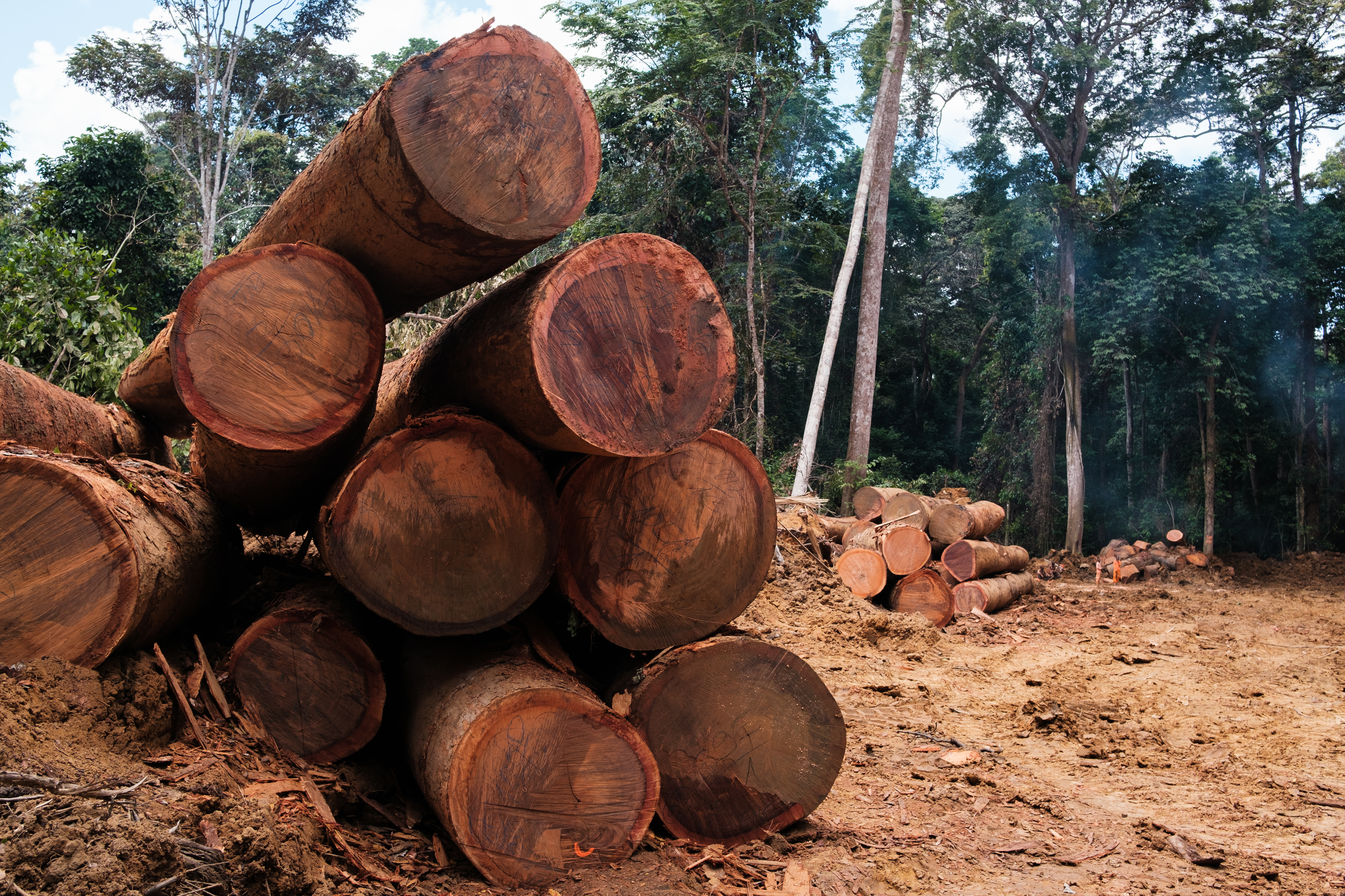 Timber