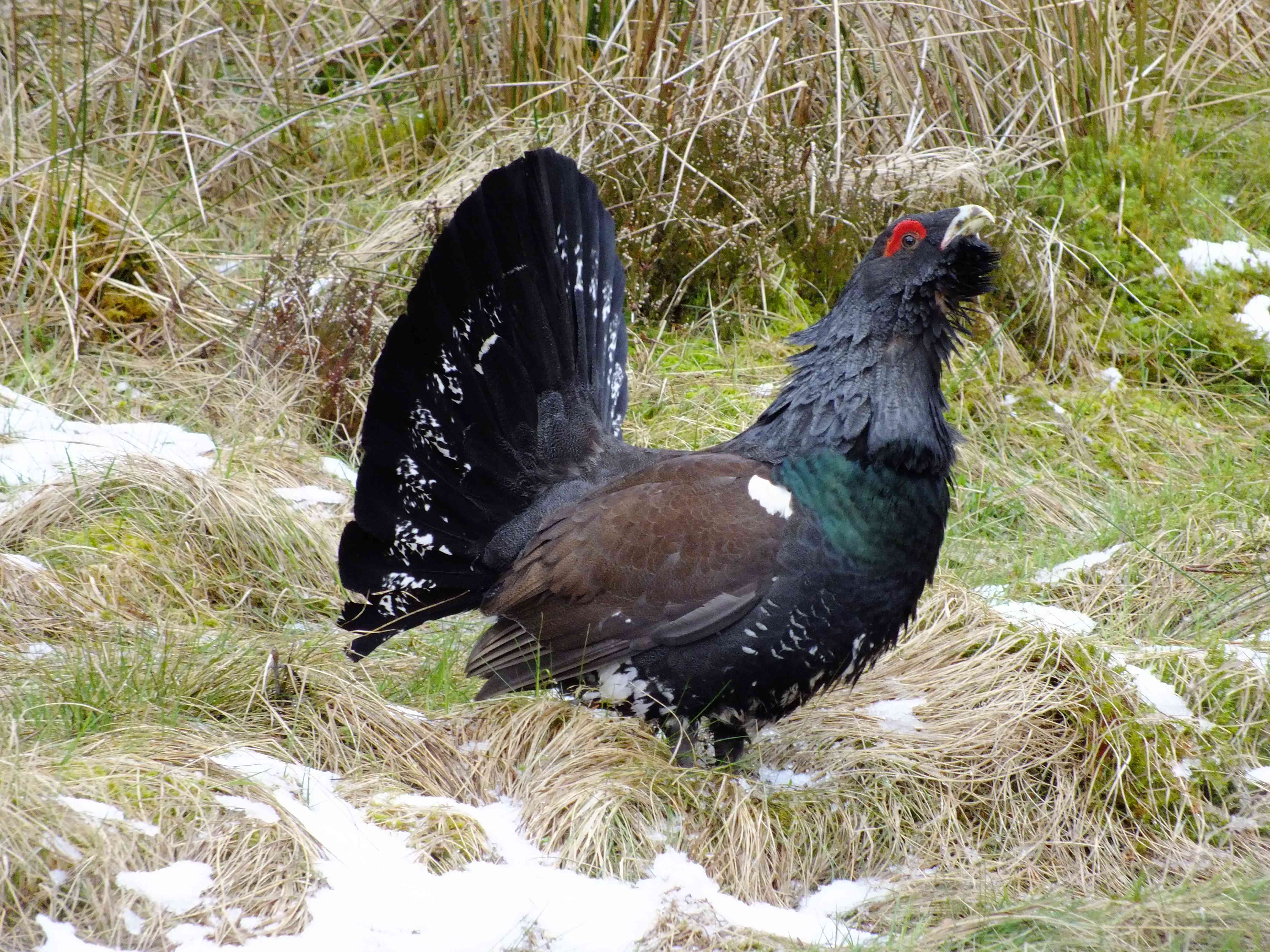 A capercaillie male in snowy grass