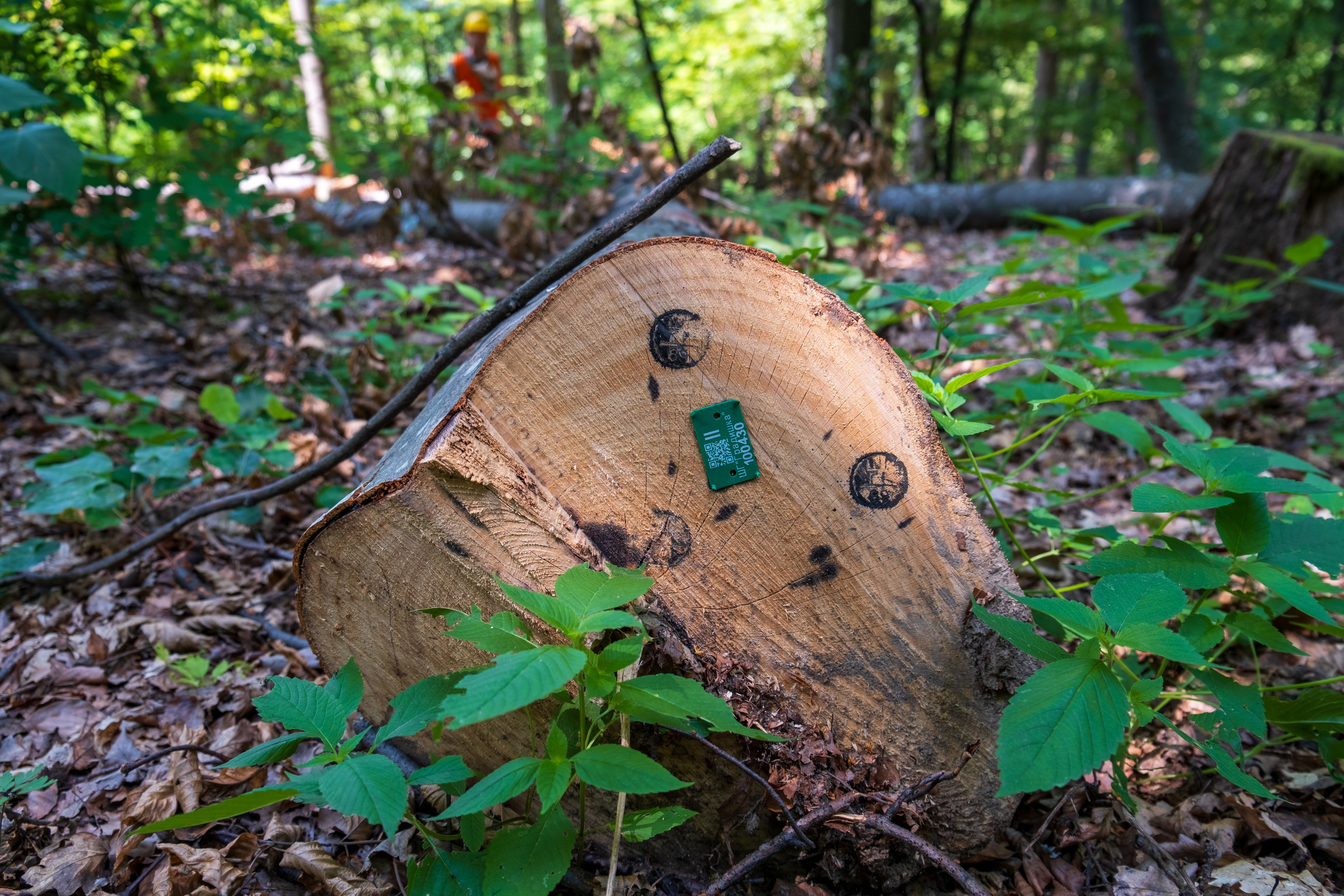 Conjuntos de madera talada, ya categorizada y emparejada con las coordenadas GPS