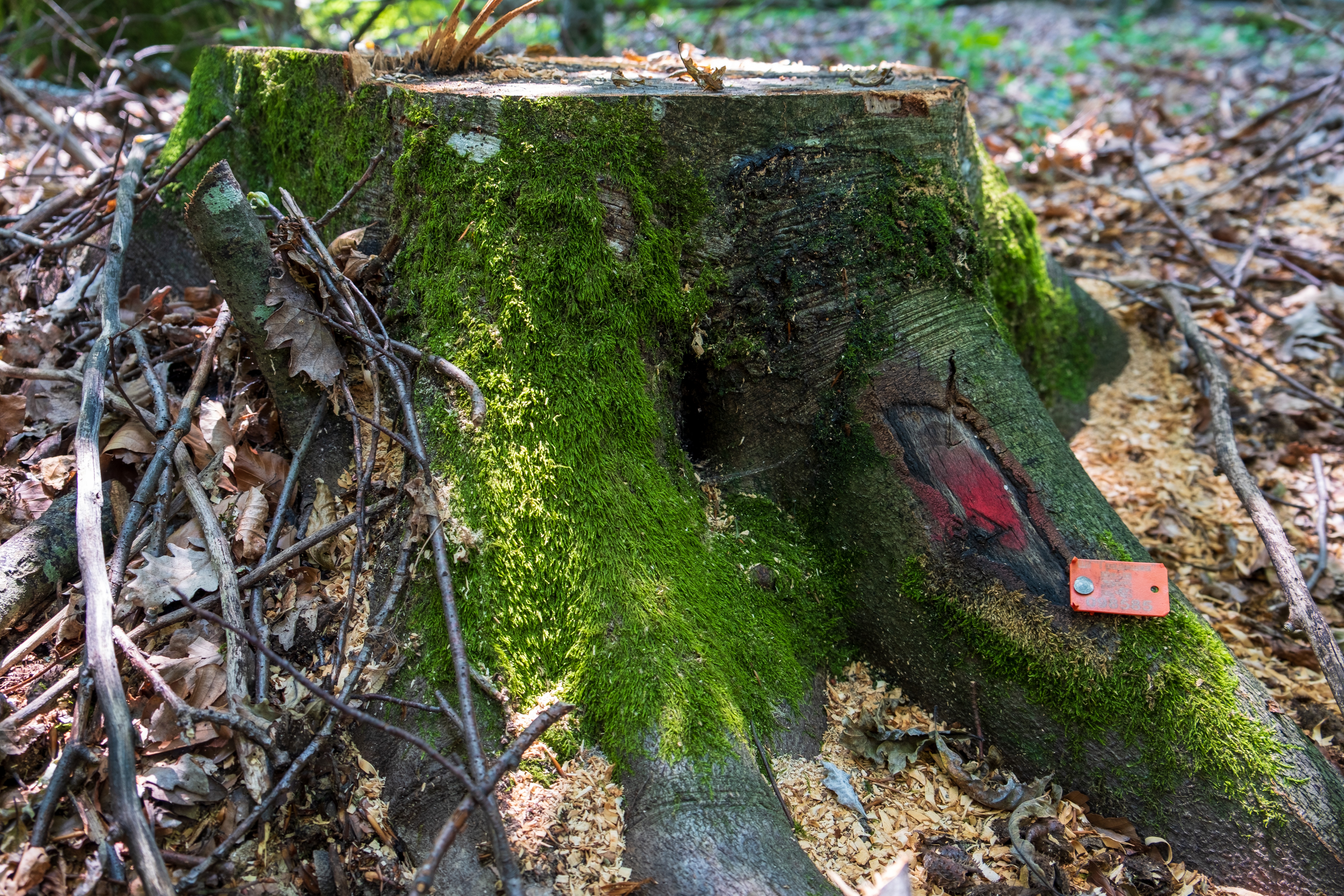 Un tocón de árbol con una etiqueta colocada en él la temporada anterior