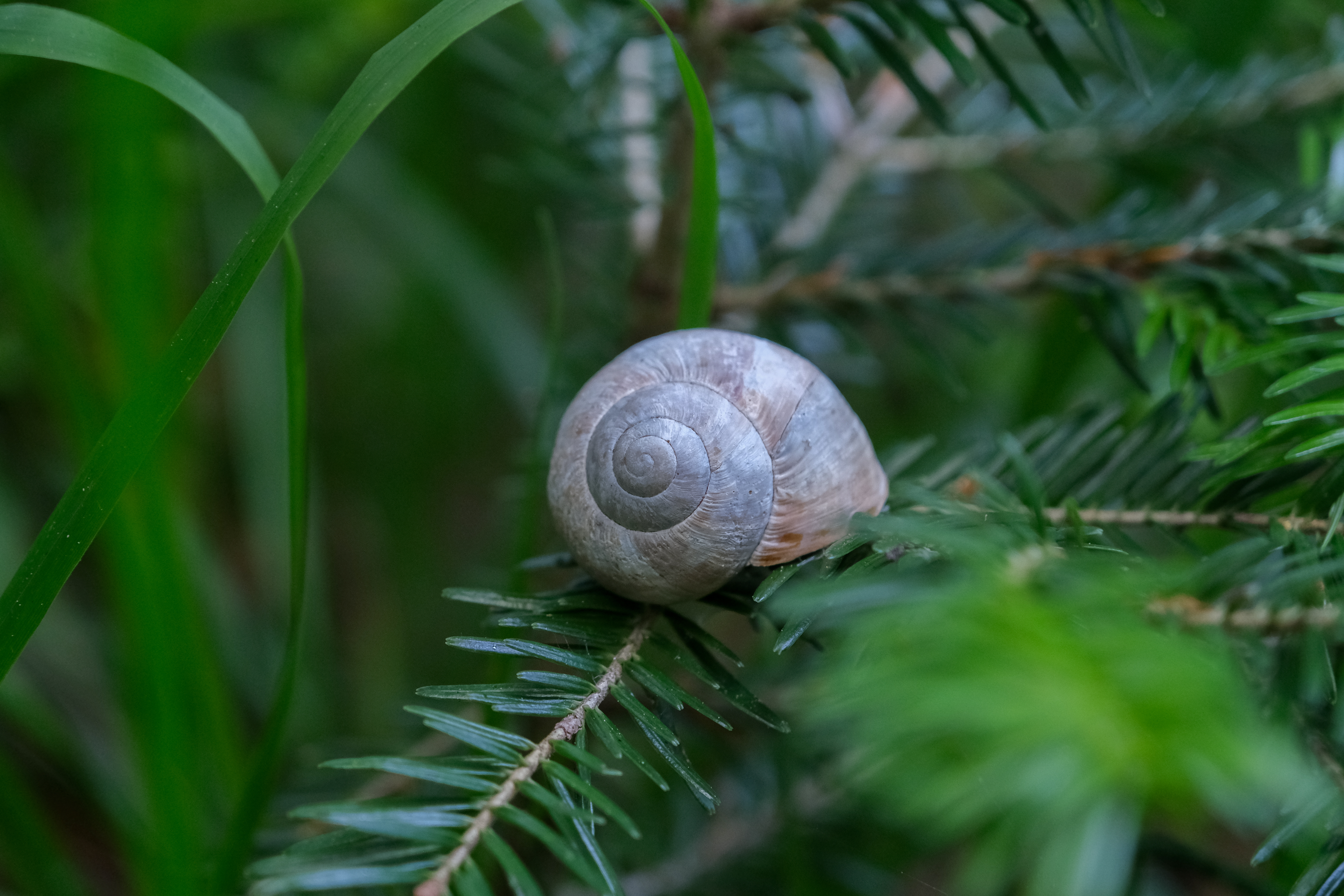 Bosnia and Herzegovina forest 2