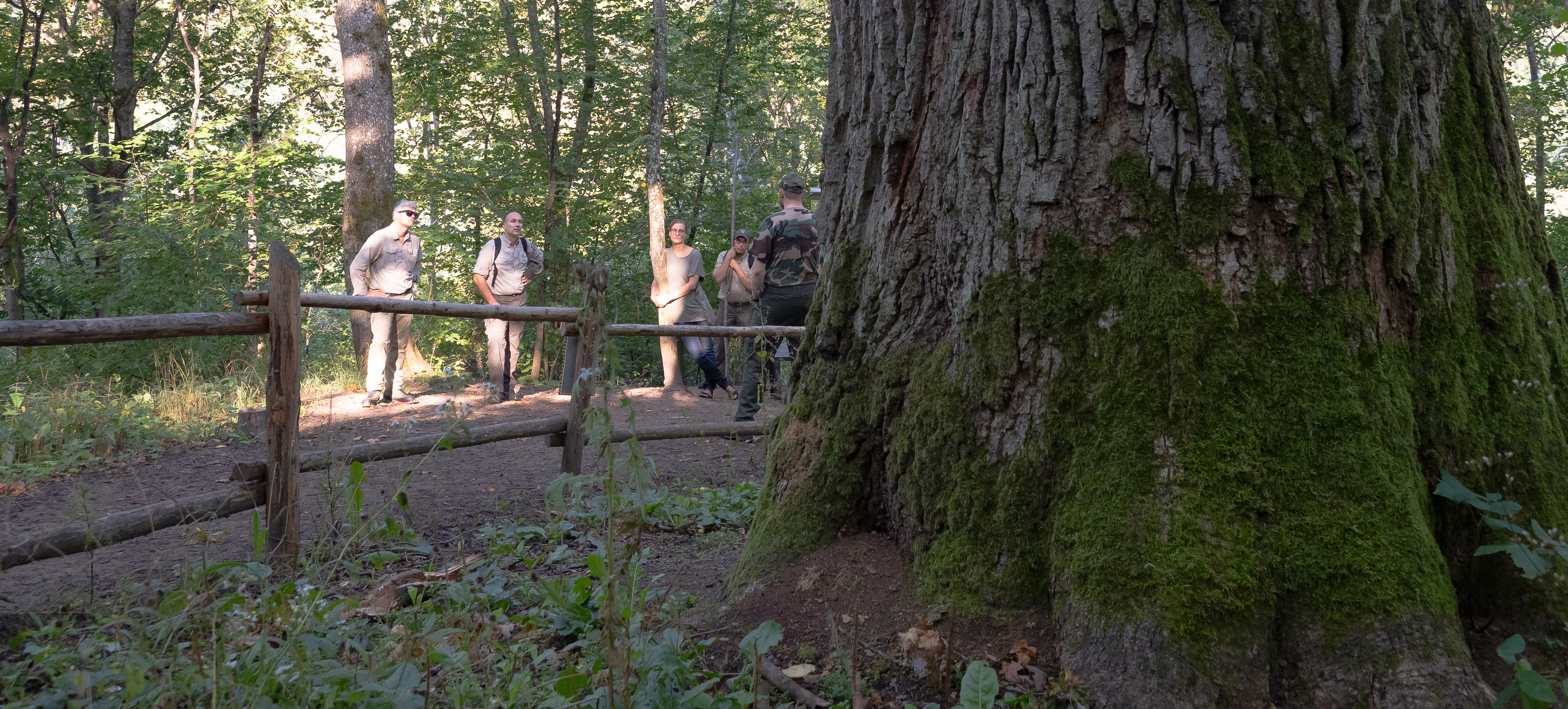A group of people behind dwarfed by the Sacred Daubu Oak