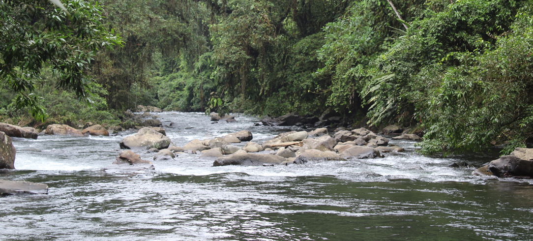 a river in forest in ecuador