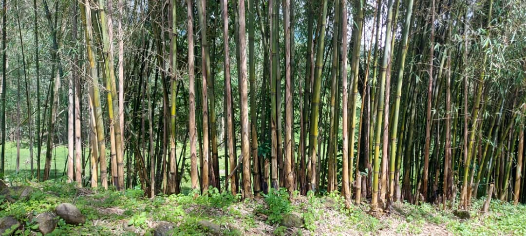 Bamboo Forest