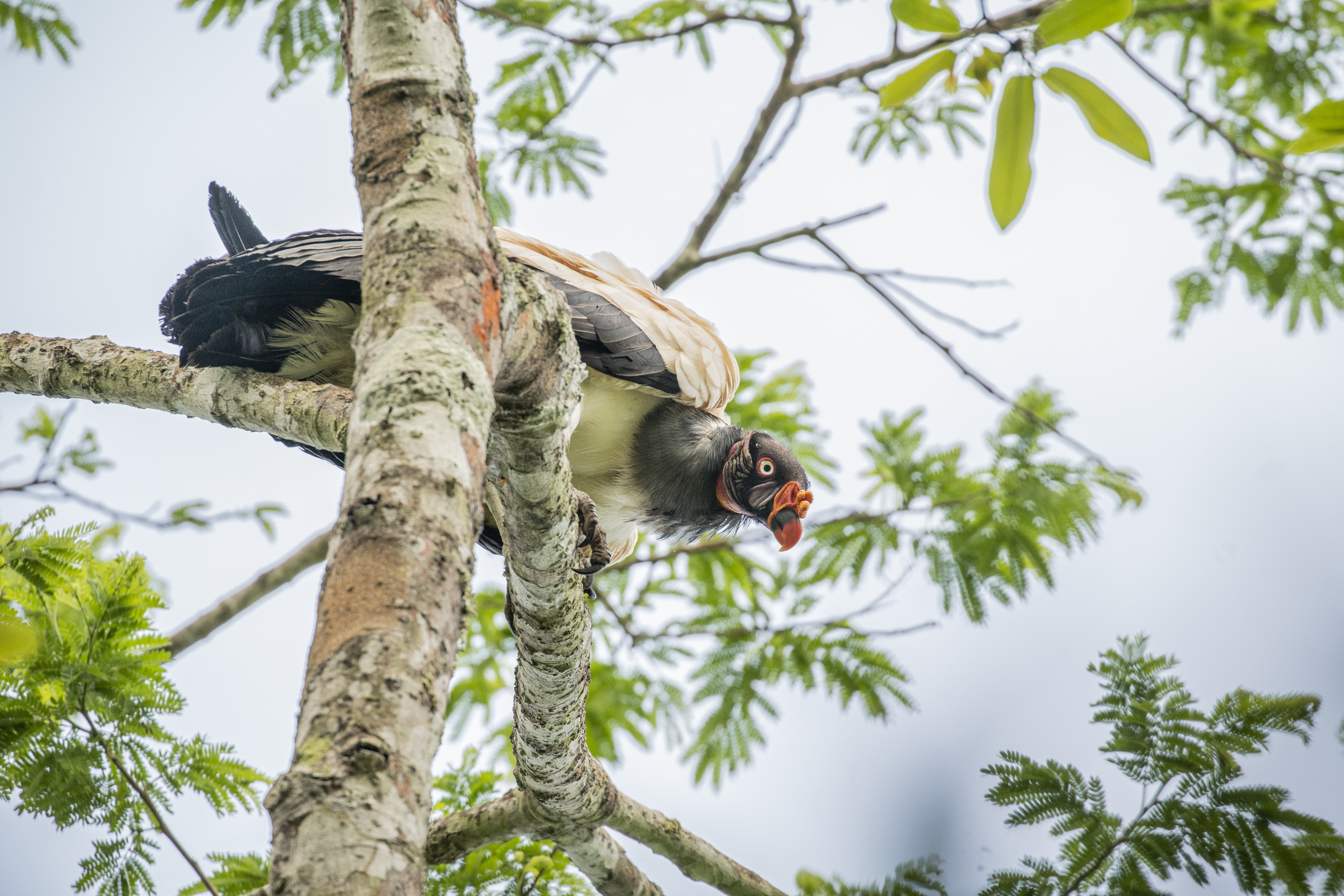 king vulture peering down from tree