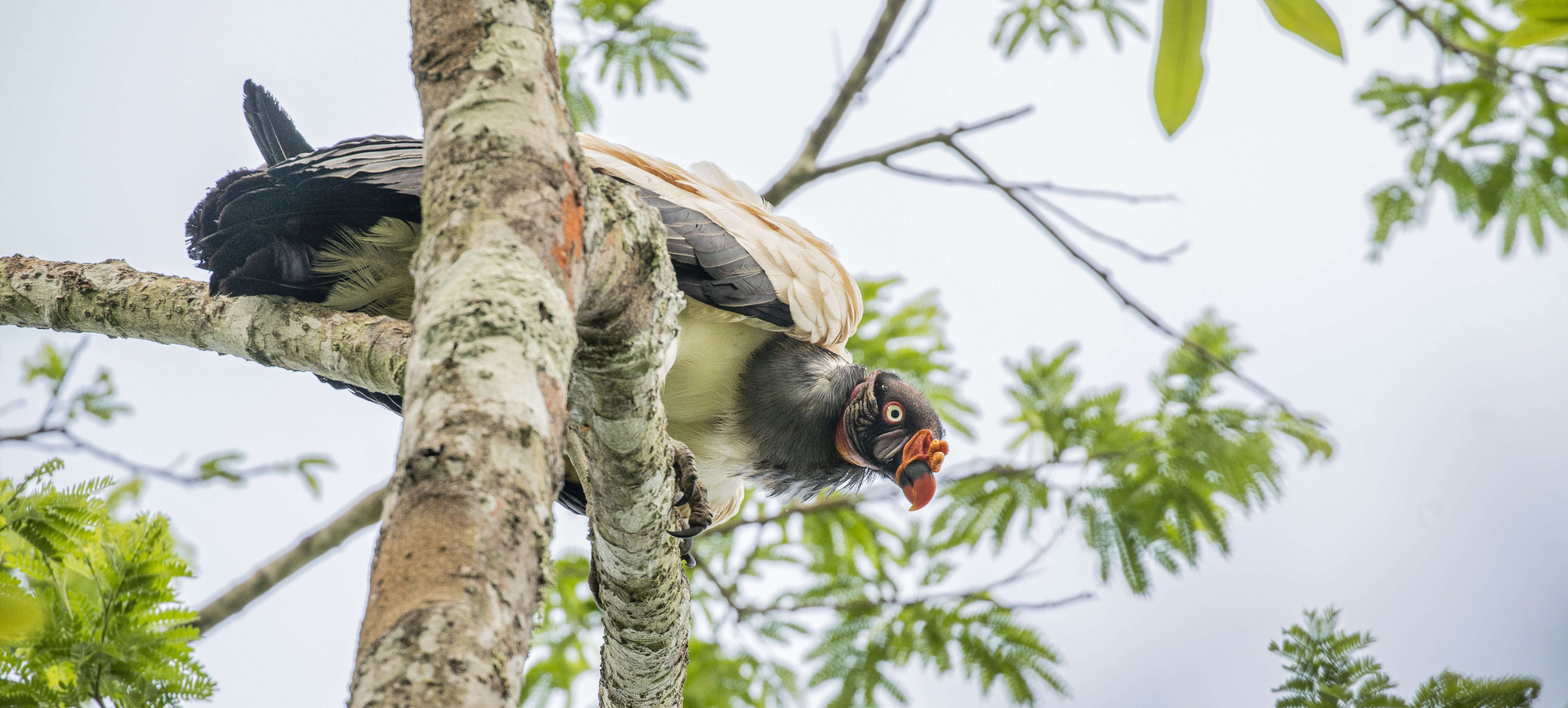 large king vulture leaning down from perch on tree branch