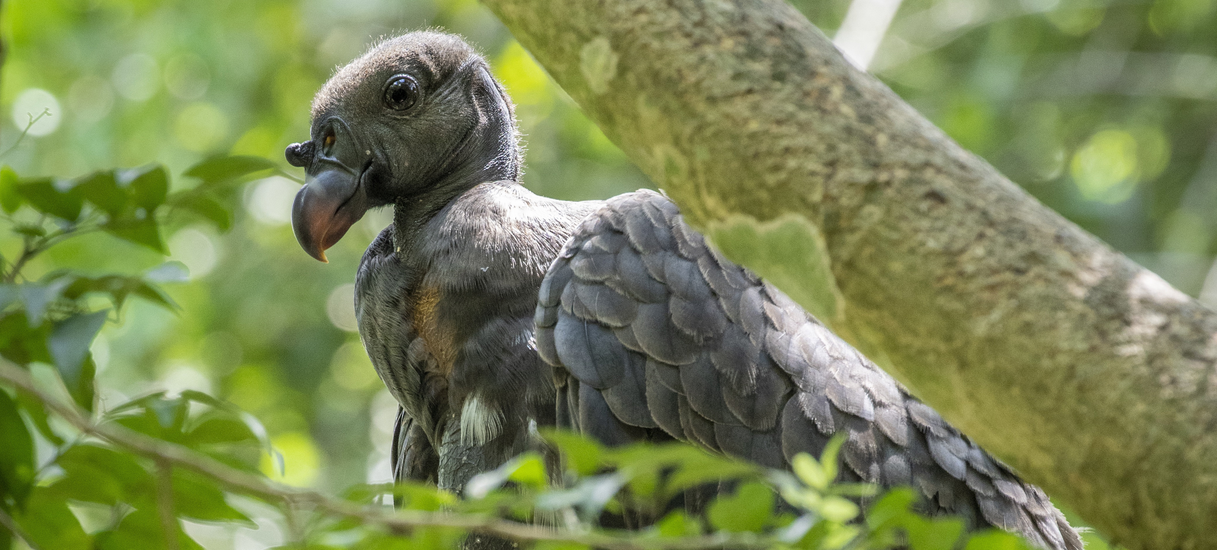 baby king vulture close up
