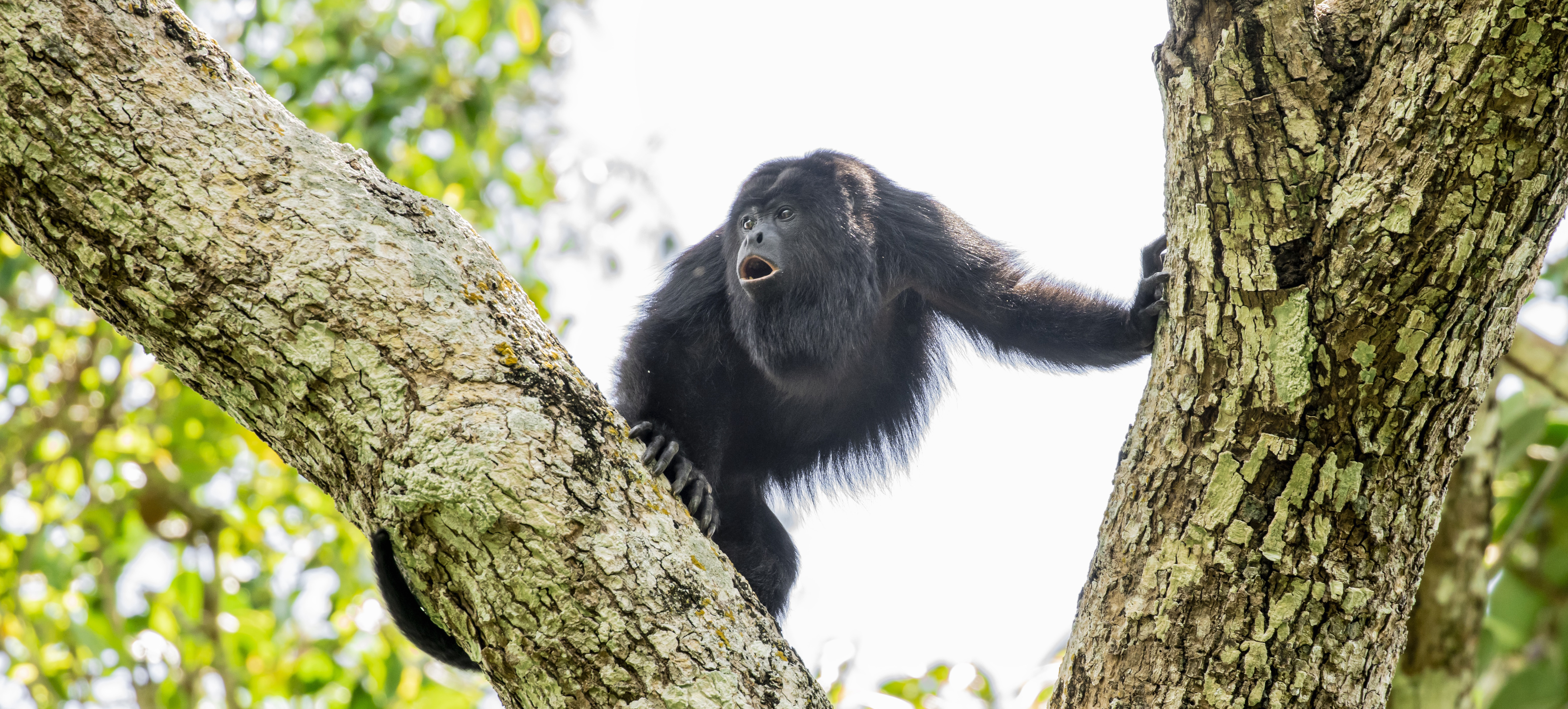black howler monkey with open mouth perched between tree branches