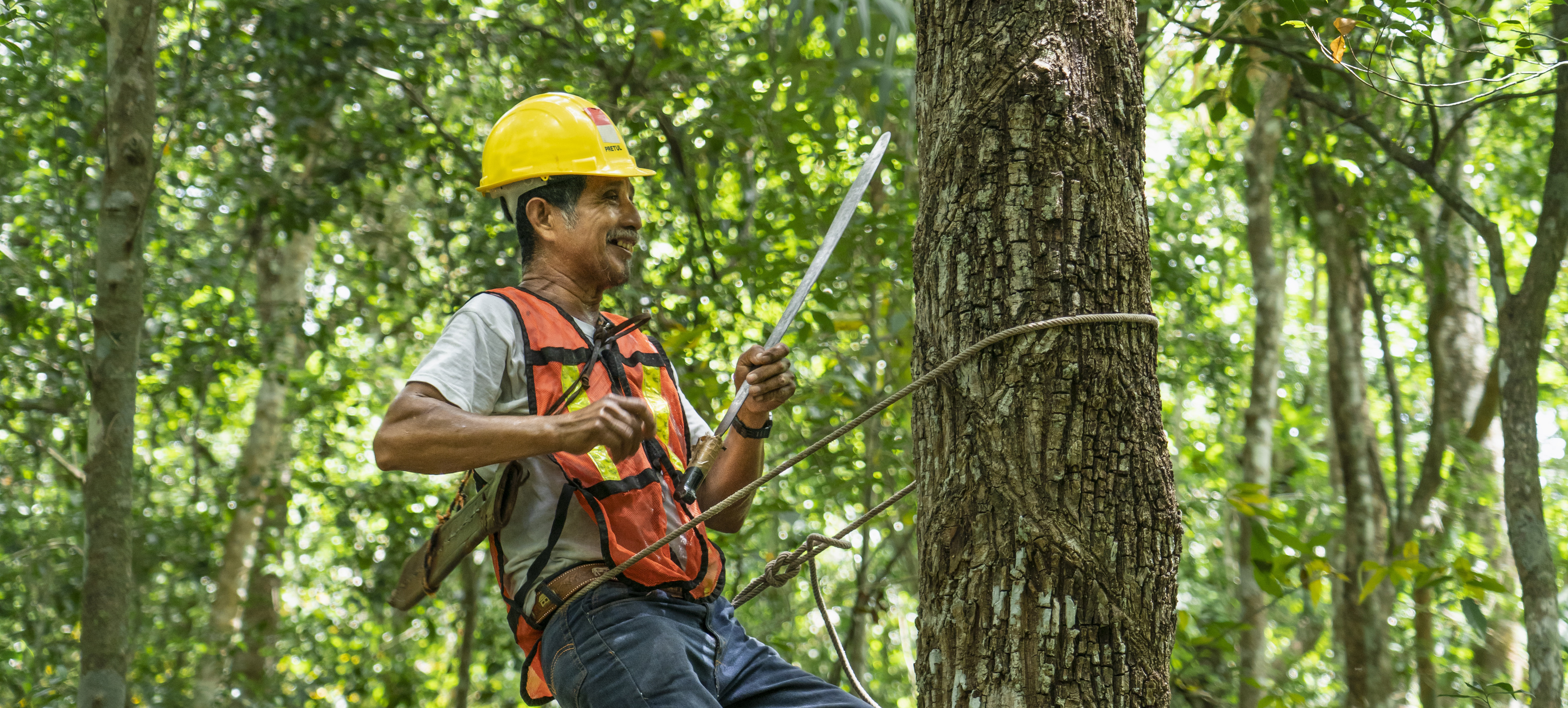 forest worker strapped to tree trunk