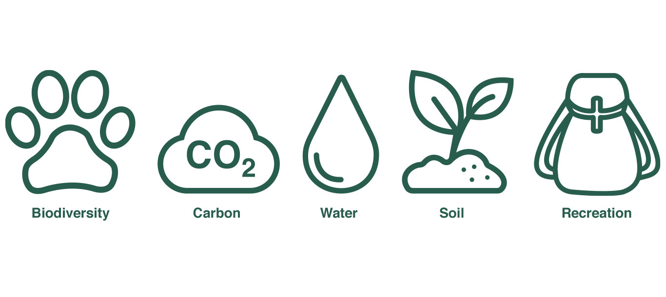fsc graphic
