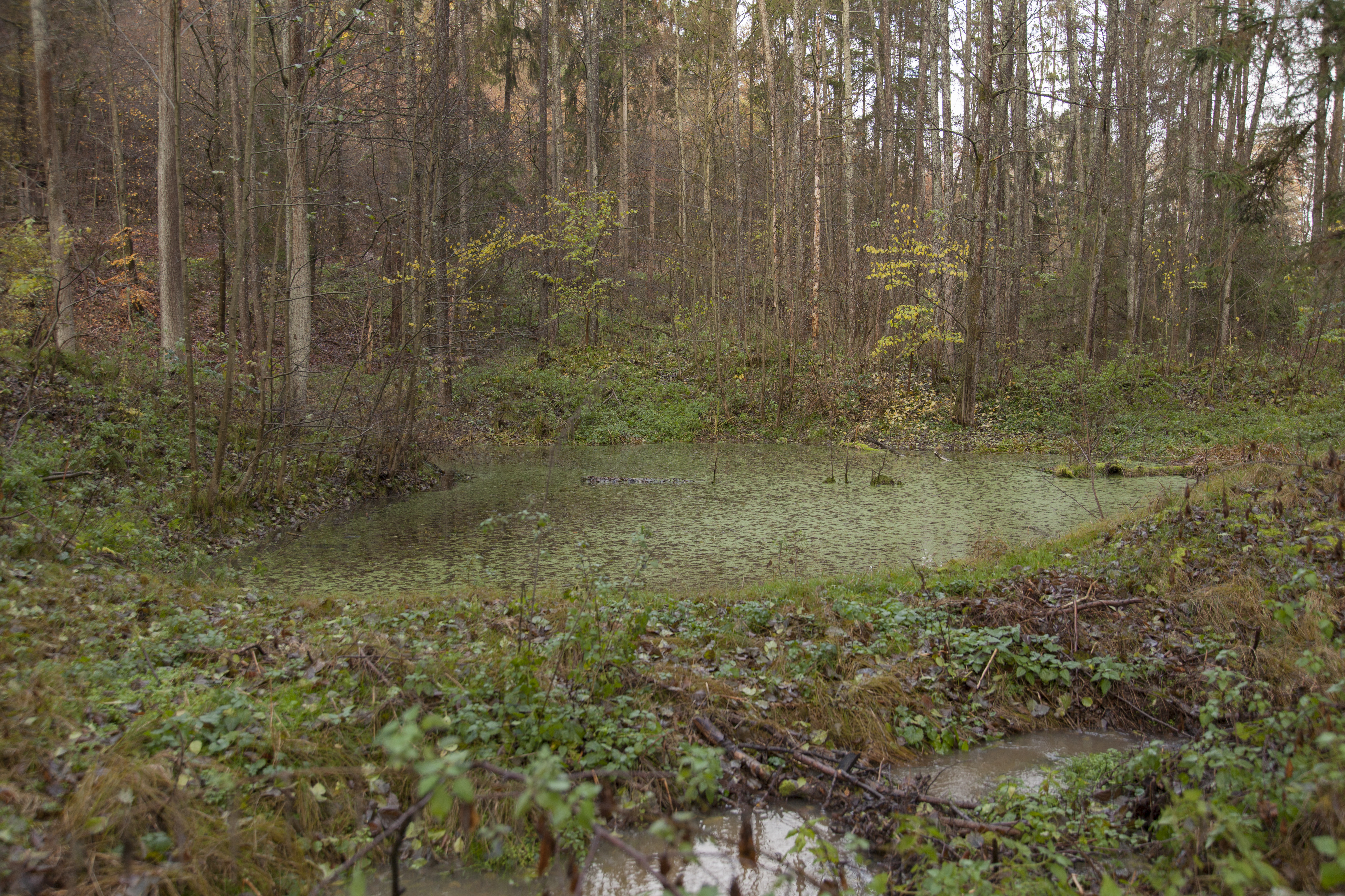 Forest