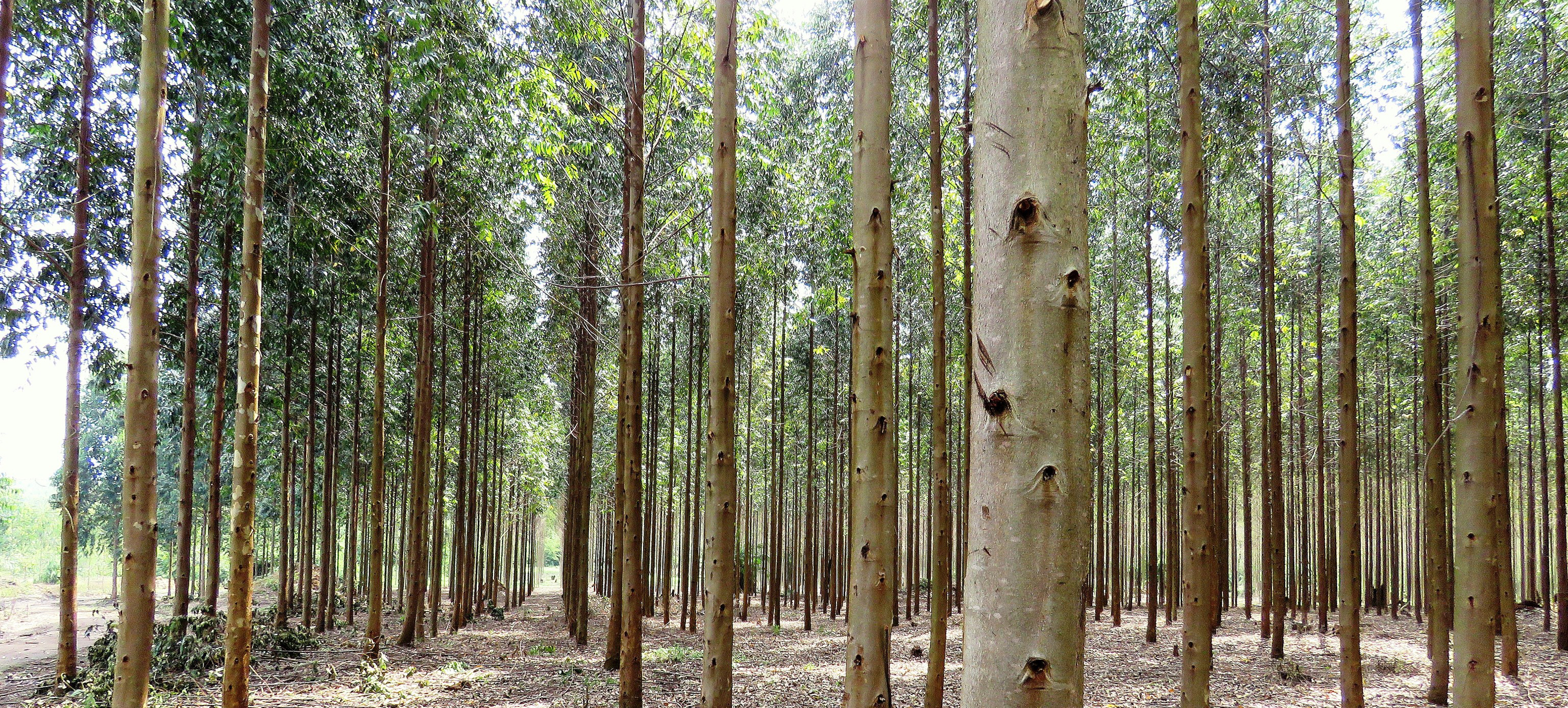 eucalyptus plantation in uganda