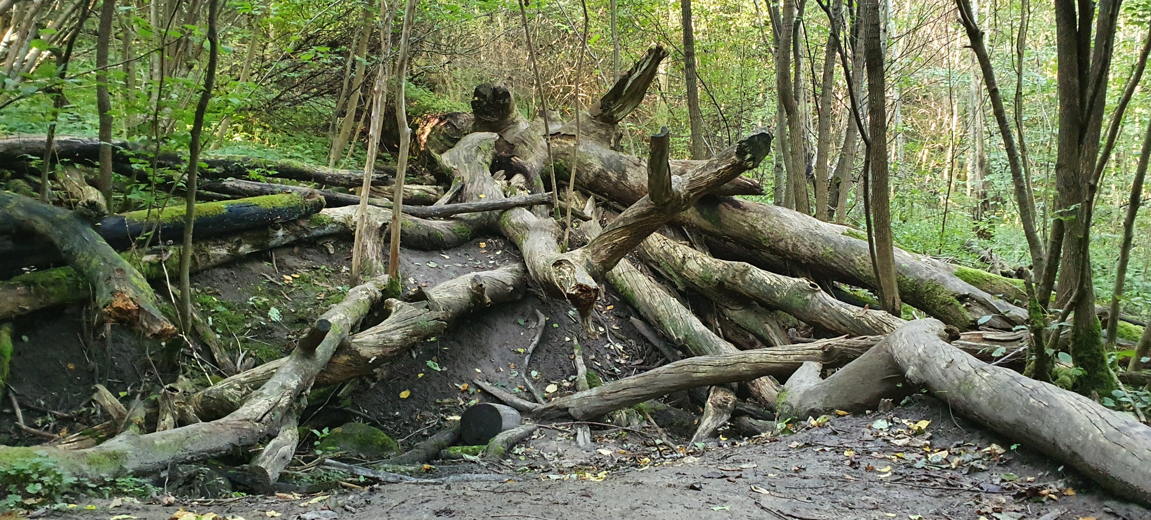 An old, fallen oak