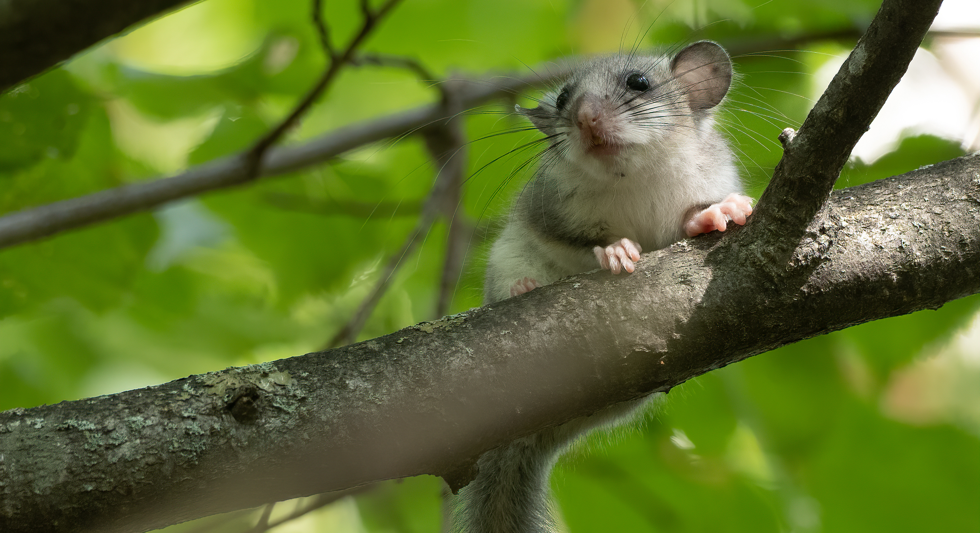 Fat dormouse on a branch