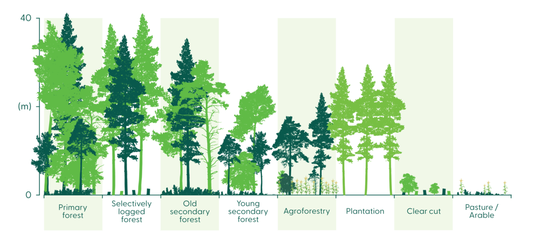 Figure 1: A spectrum of forest management goals. Graphic simplified after Brockerhoff et al 2008.  