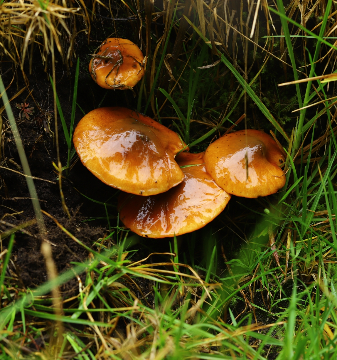 Photo of brown forest mushrooms growing in grass.