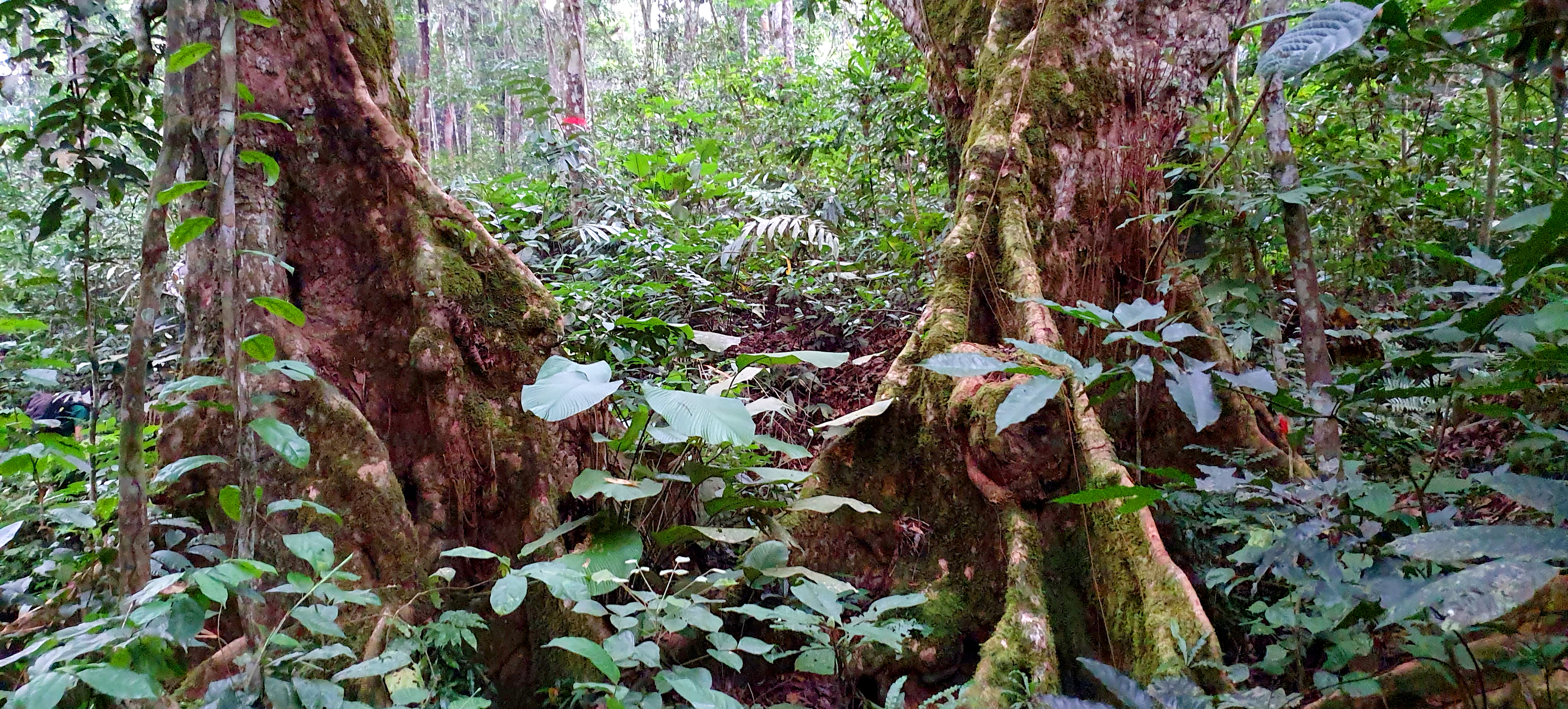 Lush forest in Gabon