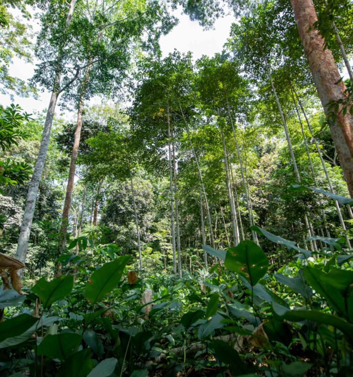 A picture of the Gabonese tropical forest shows lush forestry. 