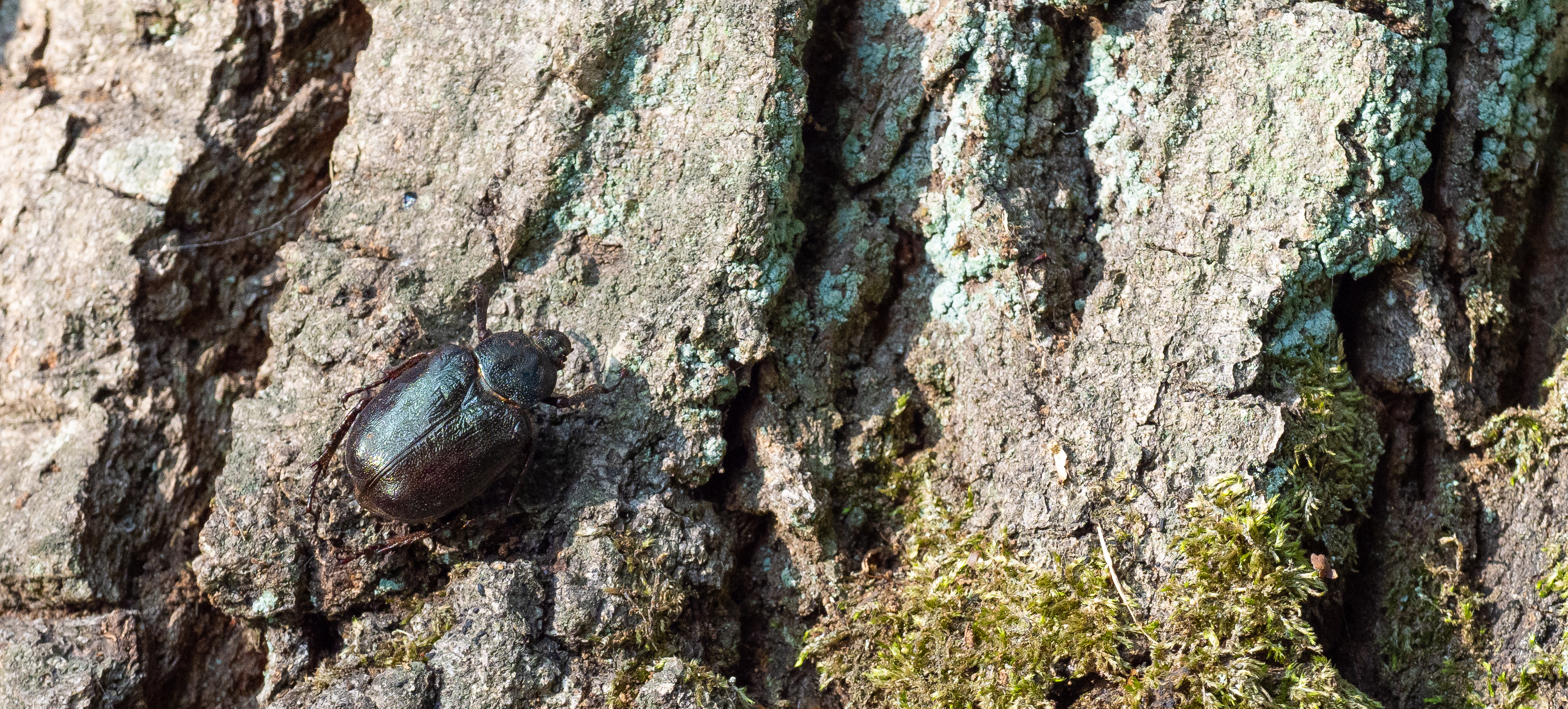 Close-up of hermit beetle on oak tree