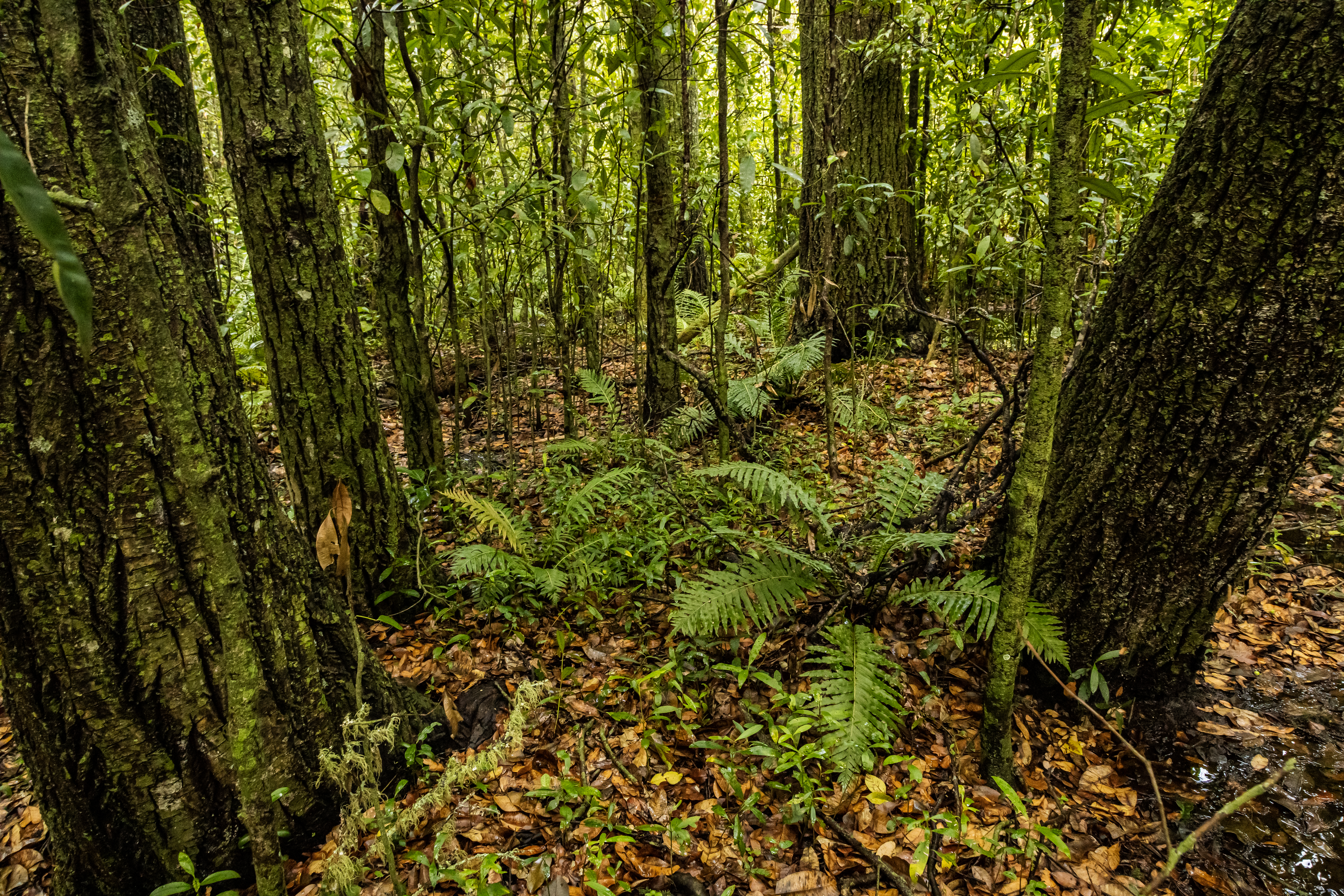 Forest