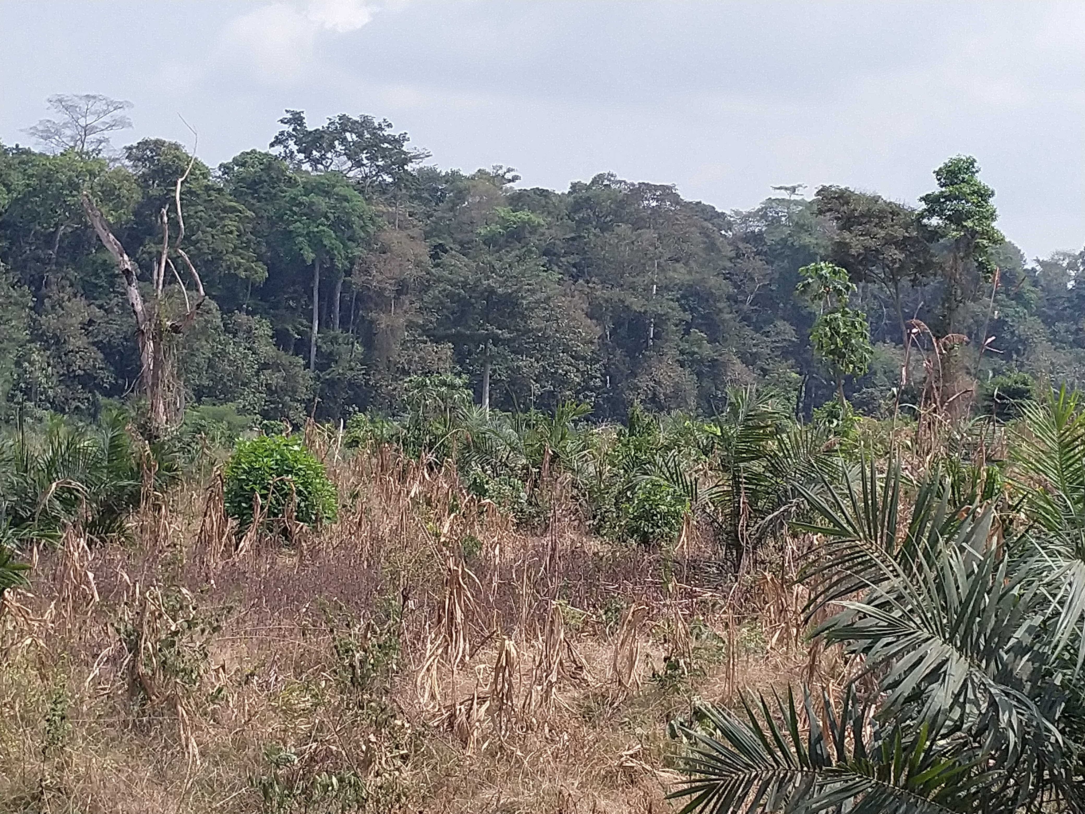 Ghana forest