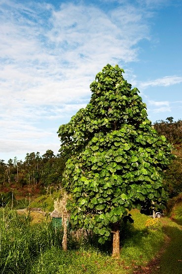 Jamaica tree