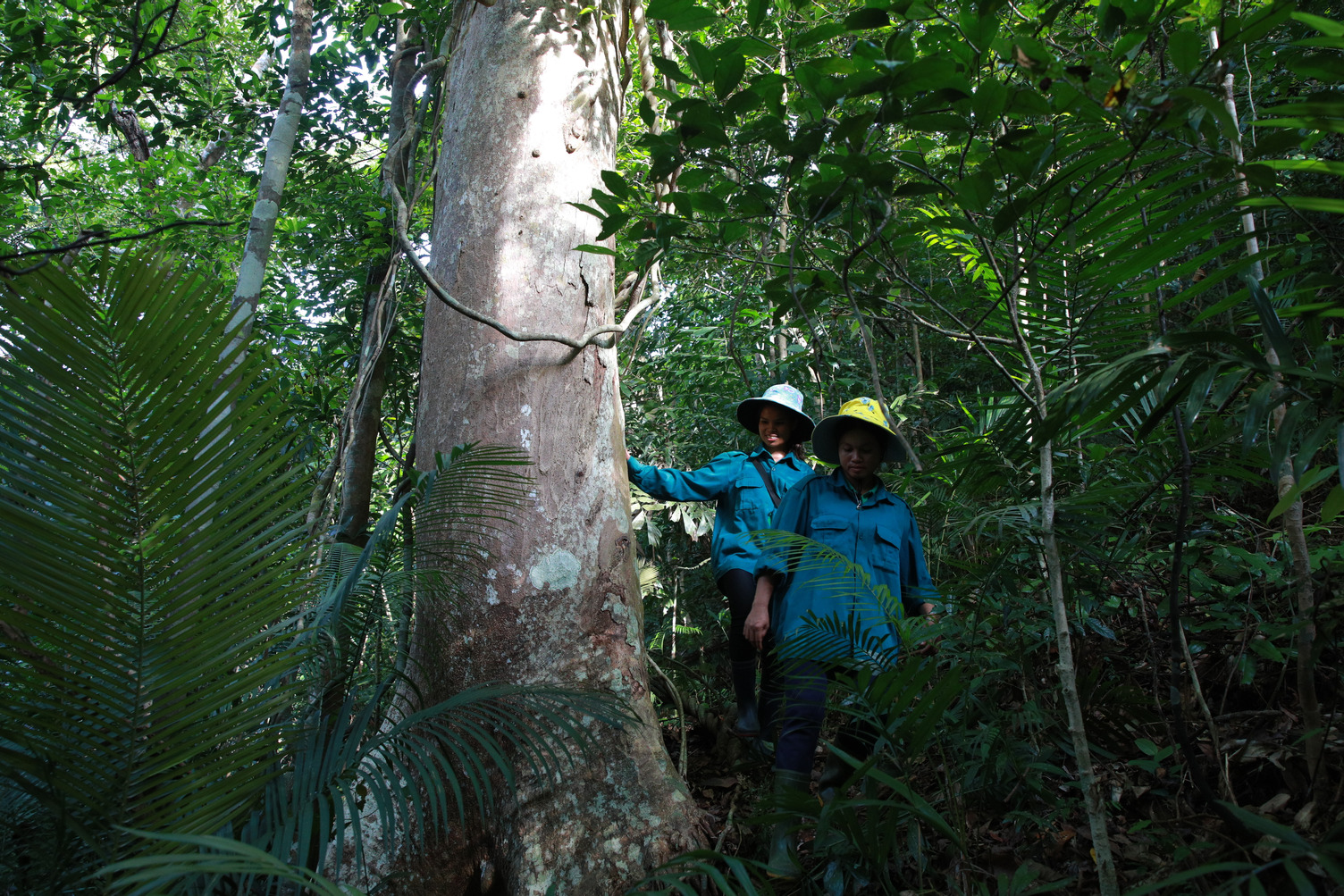 Vietnam_forest smallholders