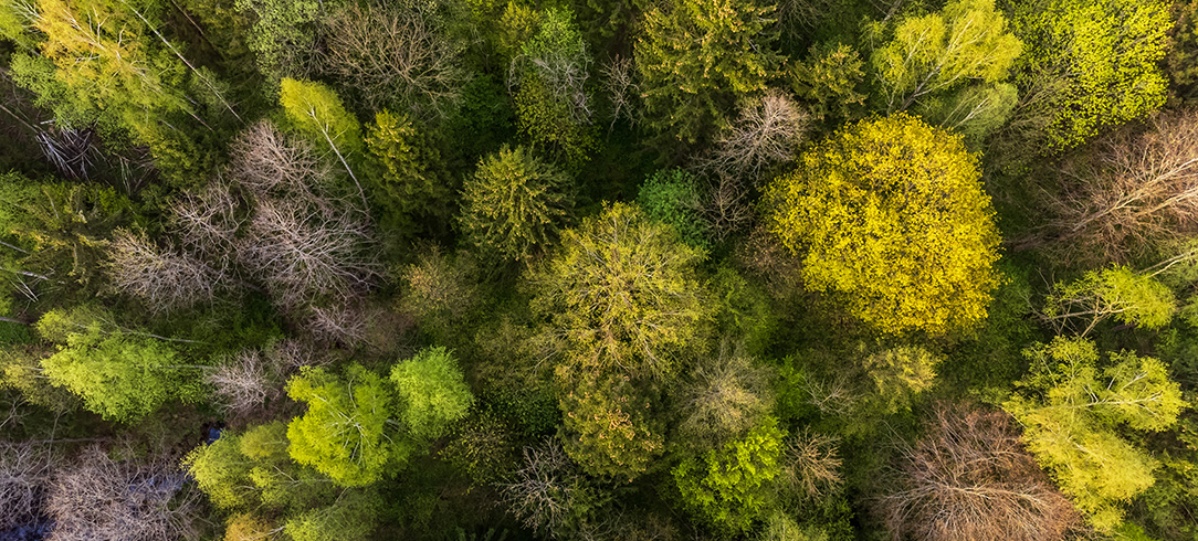 drone shot of spring forest